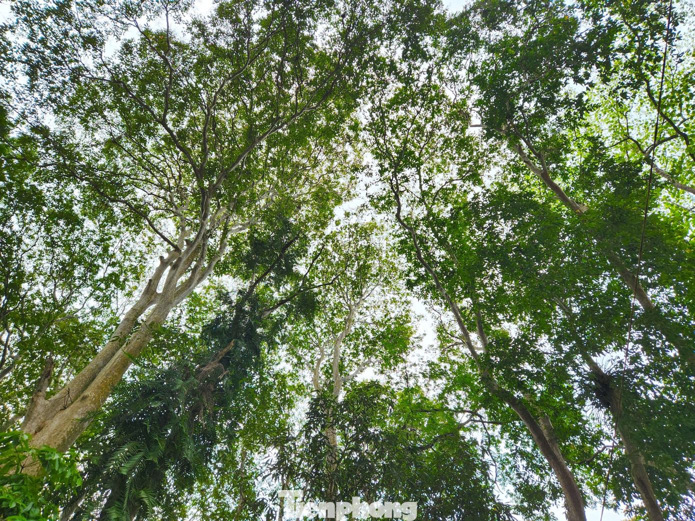 Đây được xem là bảo bối, báu vật vô giá của người dân miền Tây xứ Nghệ. Rừng săng lẻ cũng được ví như là một cỗ máy điều hòa thời tiết khổng lồ, như lá phổi xanh của thiên nhiên, tạo nên một môi trường lành xanh mát.