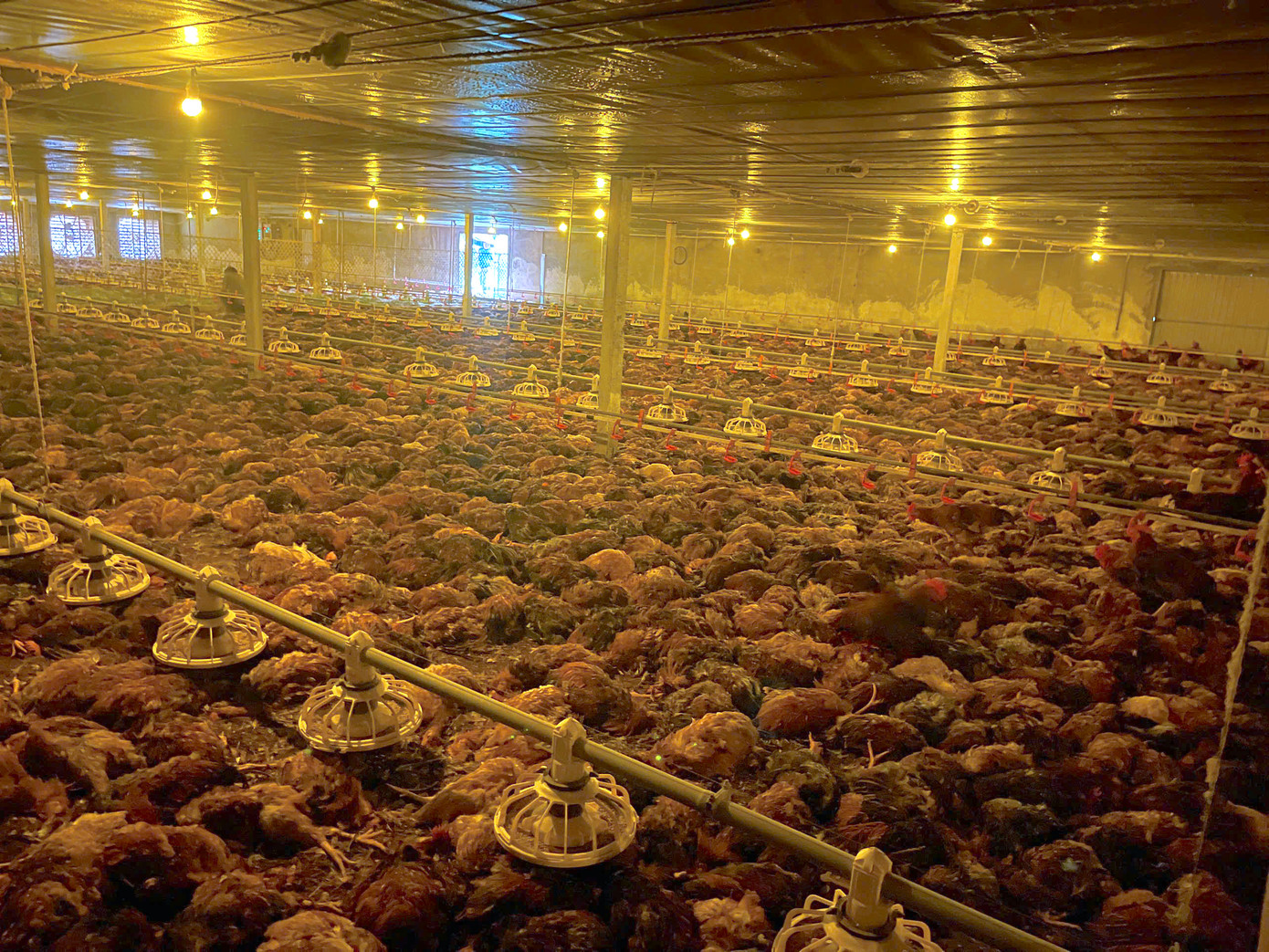 Số gà này chỉ còn 10 ngày nữa sẽ xuất chuồng thì đã bị chết ngạt do chập điện. Số gà này chỉ còn 10 ngày nữa sẽ xuất chuồng thì đã bị chết ngạt do chập điện.