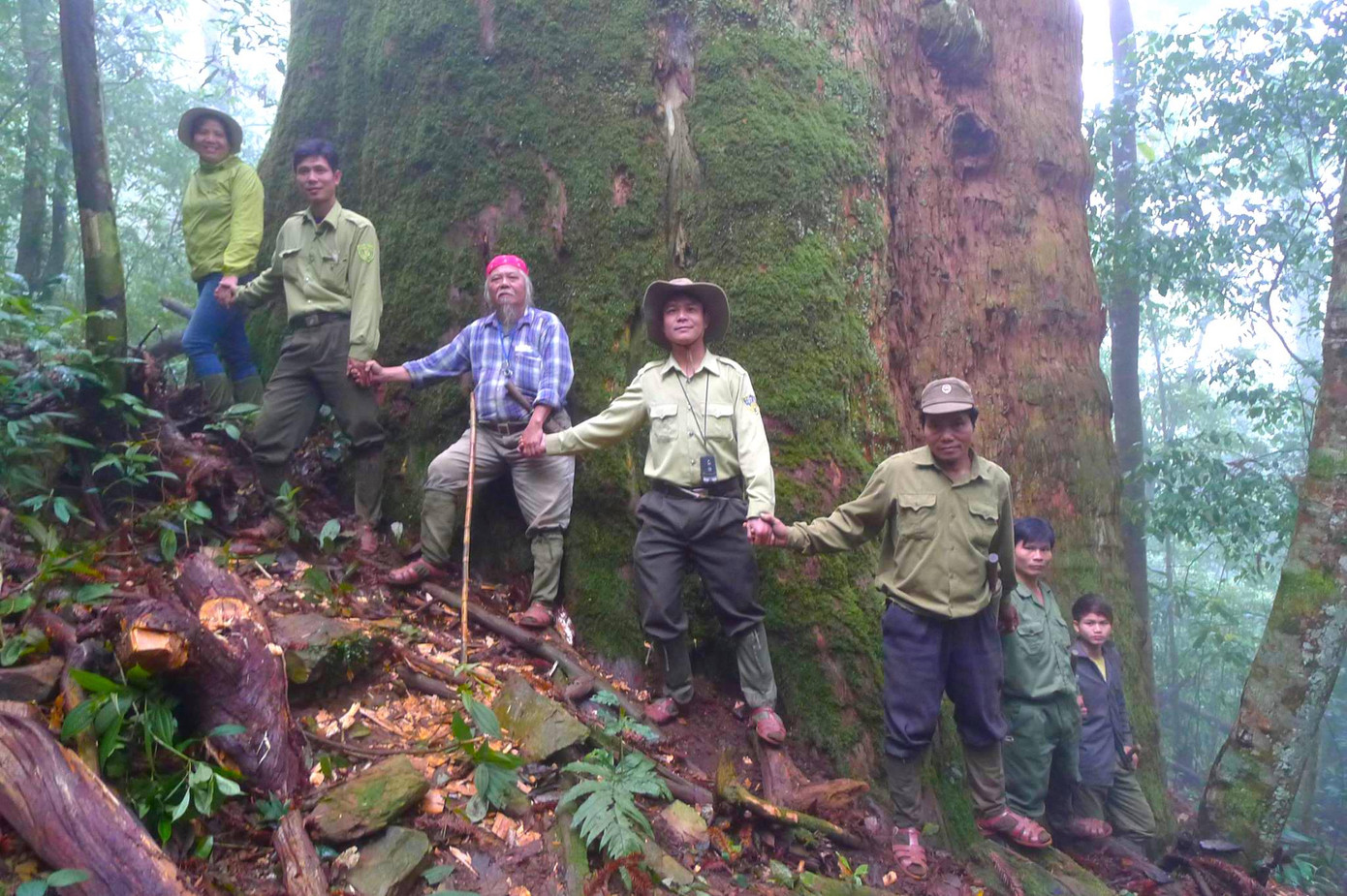 Ông Trần Xuân Cường - Giám đốc Vườn Quốc gia Pù Mát chia sẻ cán bộ, nhân viên vườn đã và đang bảo vệ quần thể Sa mu và “cụ” Sa mu một cách tốt nhất để phục vụ công tác bảo tồn và phát triển nguồn gen quý của loài cây này. “Cụ” Sa mu dầu này là niềm tự hào không chỉ của riêng cán bộ, nhân viên Vườn Quốc gia Pù Mát mà còn của cả tỉnh Nghệ An.
