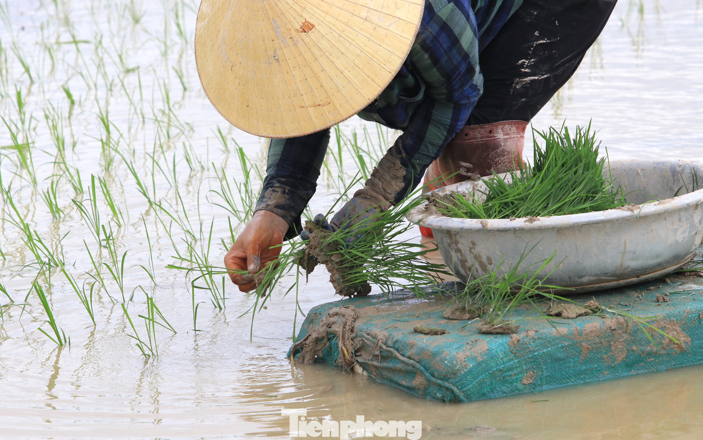 Ở những cánh đồng lầy lội, người thợ sẽ để mạ (lúa non) lên chậu, đặt trên miếng xốp rồi kéo trên ruộng để tiện cấy.