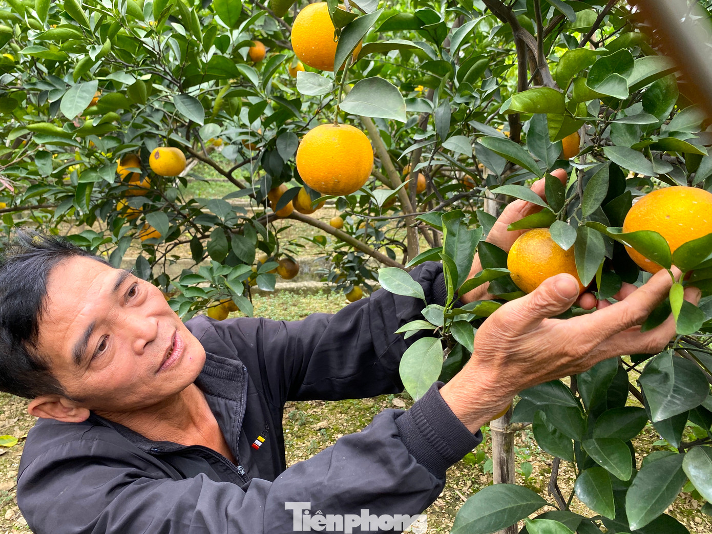 Cũng trong tình trạng tương tự, vườn cam Xã Đoài 35 cây của ông Phạm Đình Khang (60 tuổi, trú xã Nghi Diên) rụng hàng loạt khi quả cam bắt đầu lớn. Ban đầu, ông Khang ước tính vườn cam sẽ cho thu hoạch khoảng 1.000 quả. Tuy nhiên mấy tháng qua, vườn cam đã bị rụng hơn 1 nửa và đến nay chỉ còn khoảng 400 trái trên cây.