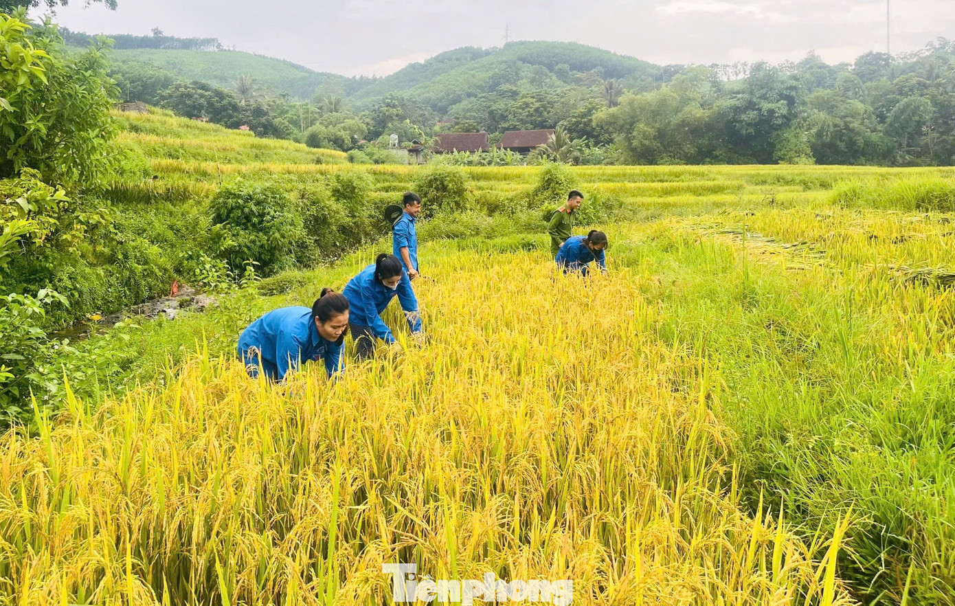 Lúa của gia đình ông Lương Quốc Tuấn (trú bản Chằn Nằn, xã Chi Khê, Con Cuông) đã chín vàng ngoài đồng ruộng. Bản thân ông Tuấn là bệnh binh mất sức lao động do bị tai biến, nhà neo người nên không có ai ra đồng thu hoạch lúa. Lúa của gia đình ông Lương Quốc Tuấn (trú bản Chằn Nằn, xã Chi Khê, Con Cuông) đã chín vàng ngoài đồng ruộng. Bản thân ông Tuấn là bệnh binh mất sức lao động do bị tai biến, nhà neo người nên không có ai ra đồng thu hoạch lúa.
