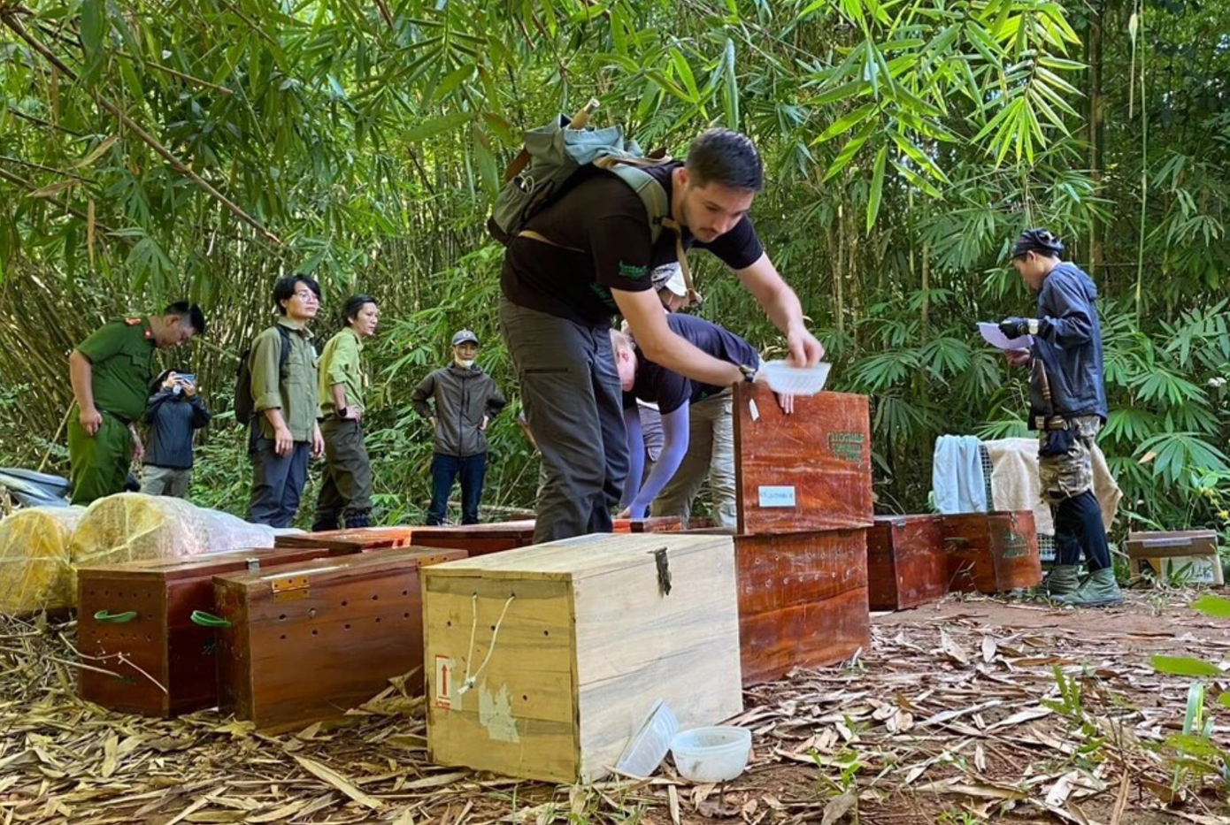 Lực lượng chức năng đã phối hợp thả 17 cá thể tê tê và 1 cá thể khỉ đuôi dài về tự nhiên.