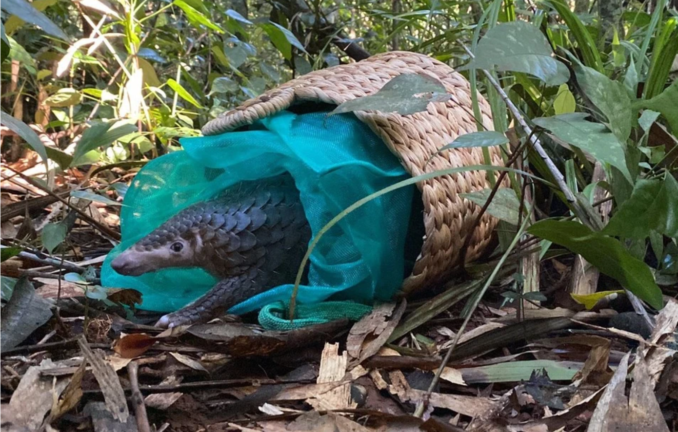 Những cá thể tê tê quý hiếm được lực lượng chức năng giải cứu từ những tay buôn bán động vật trái phép trước đó.