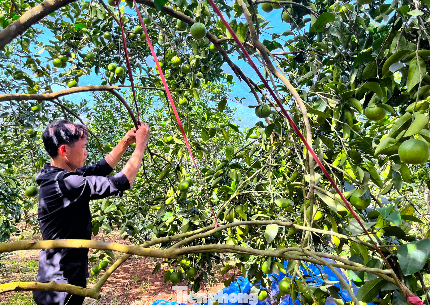 "Mỗi khi cam bắt đầu chín thì sâu bướm, ruồi vàng nghe thấy mùi thơm nên đến tấn công khiến cam rụng đến 60% quả. Từ khi được phủ màn lưới thì không còn sâu bọ, ruồi vàng tấn công nữa. Mình cũng không cần dùng đến thuốc sâu, thuốc bảo vệ thực vật gì cả. Nhờ đó năng suất cam tốt hơn, chất lượng đảm bảo", anh Hiếu chia sẻ. "Mỗi khi cam bắt đầu chín thì sâu bướm, ruồi vàng nghe thấy mùi thơm nên đến tấn công khiến cam rụng đến 60% quả. Từ khi được phủ màn lưới thì không còn sâu bọ, ruồi vàng tấn công nữa. Mình cũng không cần dùng đến thuốc sâu, thuốc bảo vệ thực vật gì cả. Nhờ đó năng suất cam tốt hơn, chất lượng đảm bảo", anh Hiếu chia sẻ.