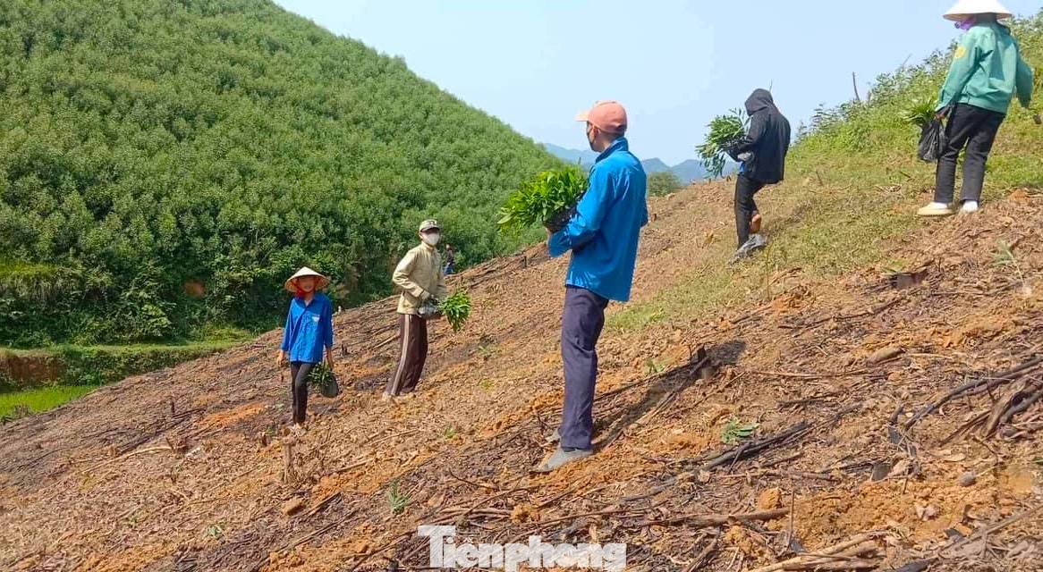 Hoàn cảnh gia đình anh Hoan rất khó khăn khi con của anh mắc bệnh hiểm nghèo đang điều trị tại Bệnh viện Nhi Trung ương. Trước hoàn cảnh khó khăn và không có người trồng rừng, các đoàn viên thanh niên cùng hội viên phụ nữ xã Thành Sơn đã đến trồng tái tạo lại cánh rừng keo sau thu hoạch giúp gia đình anh Hoan