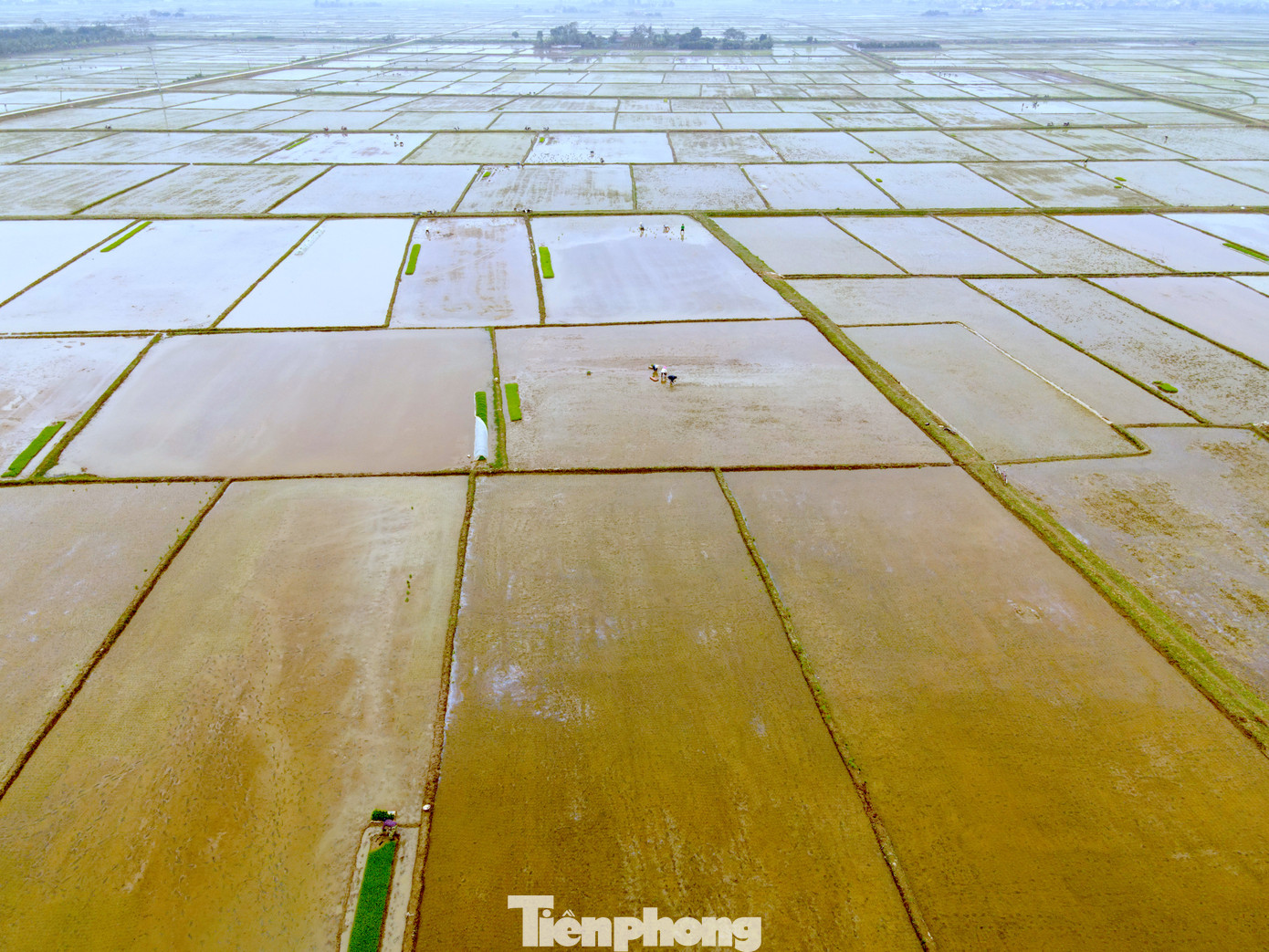 Theo người dân, khoảng thời gian cấy lúa vụ Xuân chỉ kéo dài từ 2-3 tuần. Trong khi đó nhiều hộ gia đình neo người buộc phải thuê thợ về cấy cho kịp thời gian lúa phát triển.