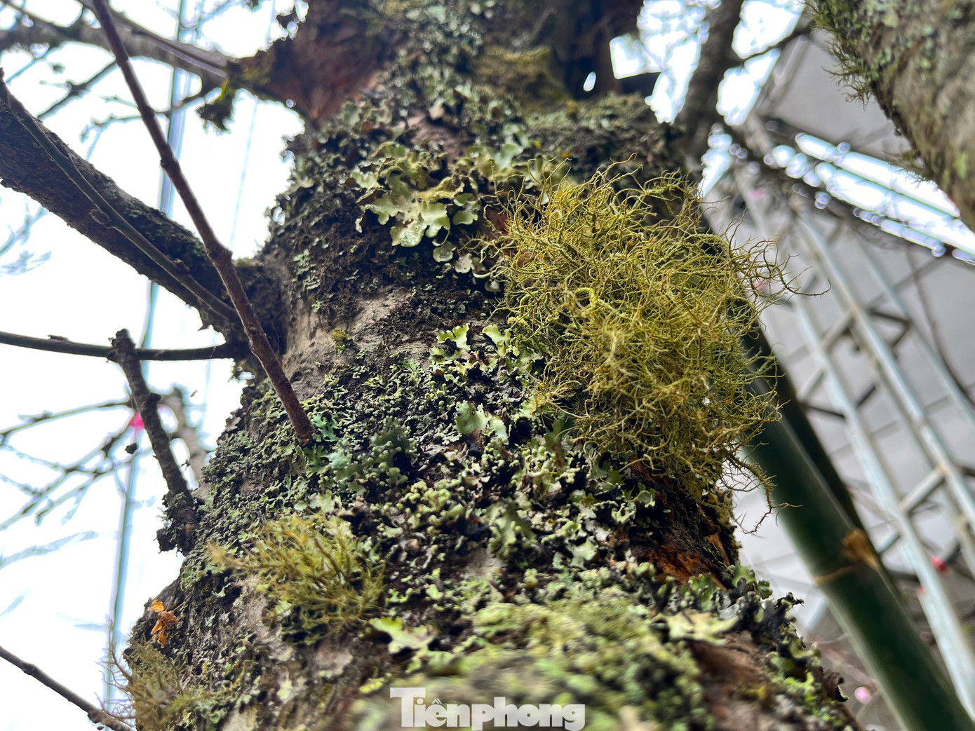 Trên thân cây đào đá có rêu, địa y bám kín cành.