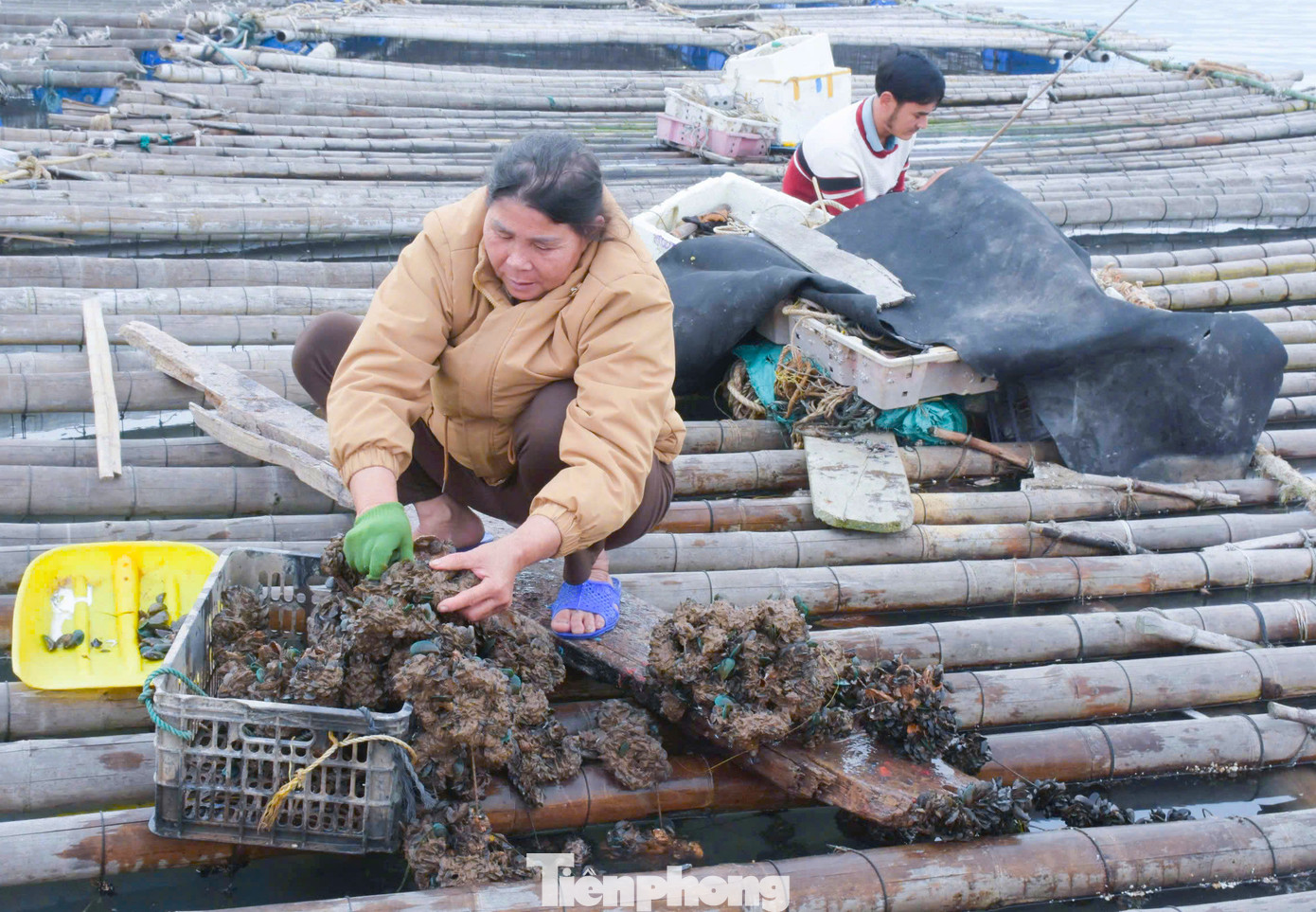 “Ngày trước vẹm này không ăn được phải cạo bỏ. Giờ đây thương lái thu mua nhiều với giá cao nên người dân chúng tôi có thêm thu nhập. Các hộ nuôi càng nhiều bè mảng thì thu hoạch vẹm càng nhiều. Như hộ ông Hạnh Thu có đến 7 bè mảng. Mỗi lần thu hoạch hàu lại có thêm hàng chục triệu từ vẹm”, ông Trương Quang Hùng (một hộ dân ở xã Quỳnh Lập) nói.