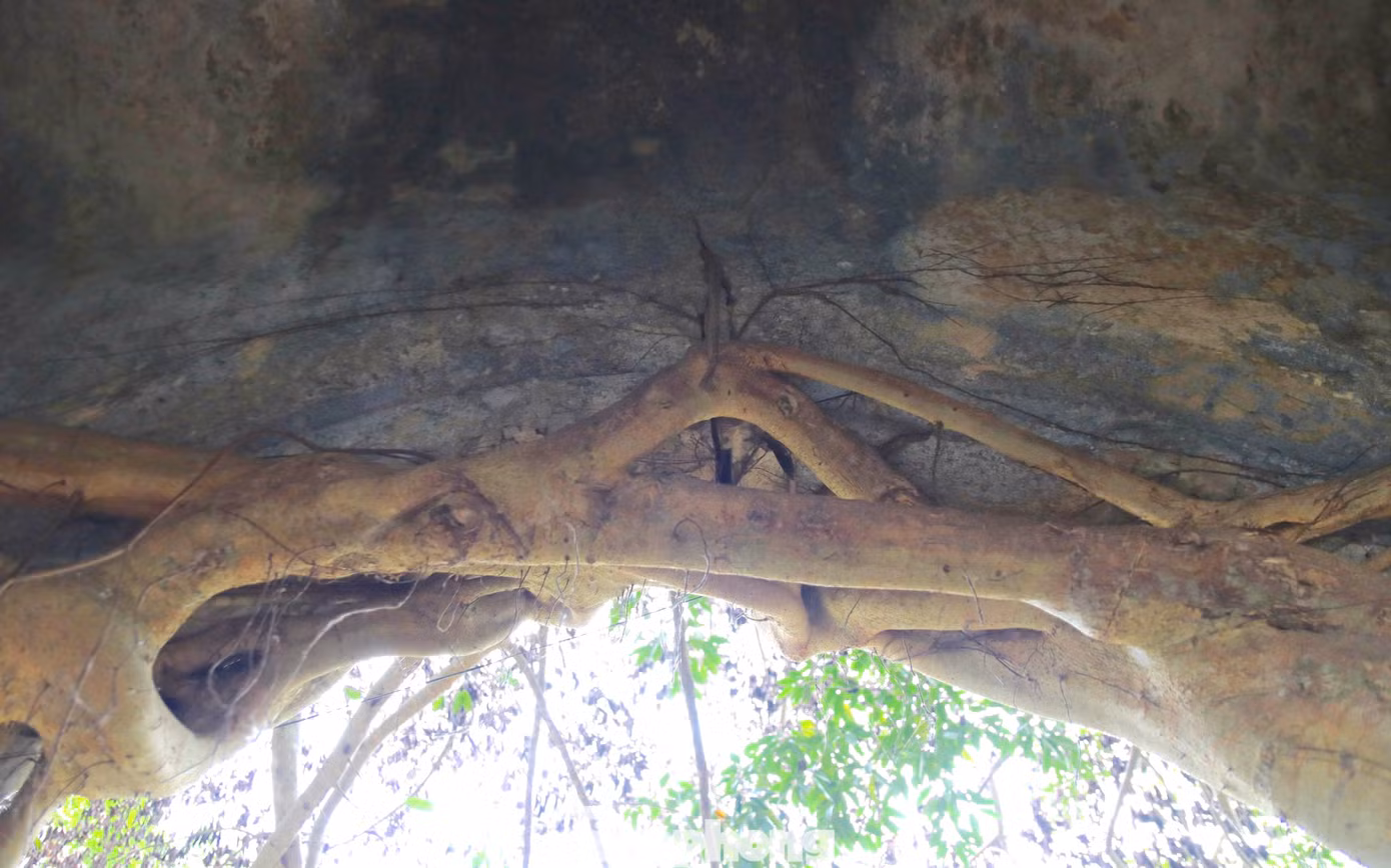 Rễ cây xuyên thủng cả cánh cổng.