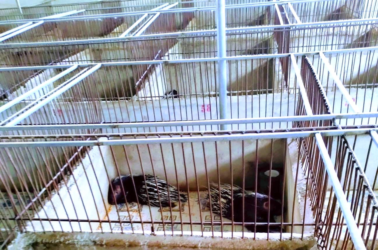 Hệ thống chuồng được ông Ái đầu tư kiên cố, chắc chắn và thoáng mát. Hệ thống chuồng được ông Ái đầu tư kiên cố, chắc chắn và thoáng mát.