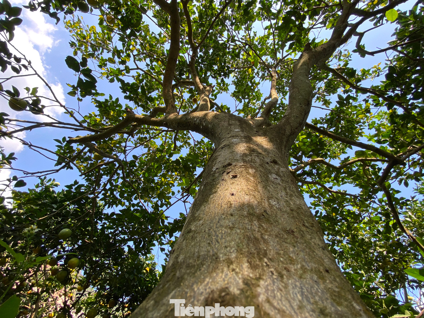 Trao đổi với PV, ông Ngô Văn Tuấn - Chủ tịch UBND xã Đồng Thành (huyện Yên Thành, Nghệ An) cho biết, toàn xã hiện có 128ha cam. Trong đó có 70ha đã cho thu hoạch quả, sản lượng đạt gần 1.000 tấn mỗi năm. Năm nay, nhiều vườn cam trên địa bàn xã xuất hiện tình trạng rụng quả khiến sản lượng cam toàn xã có xu hướng giảm.