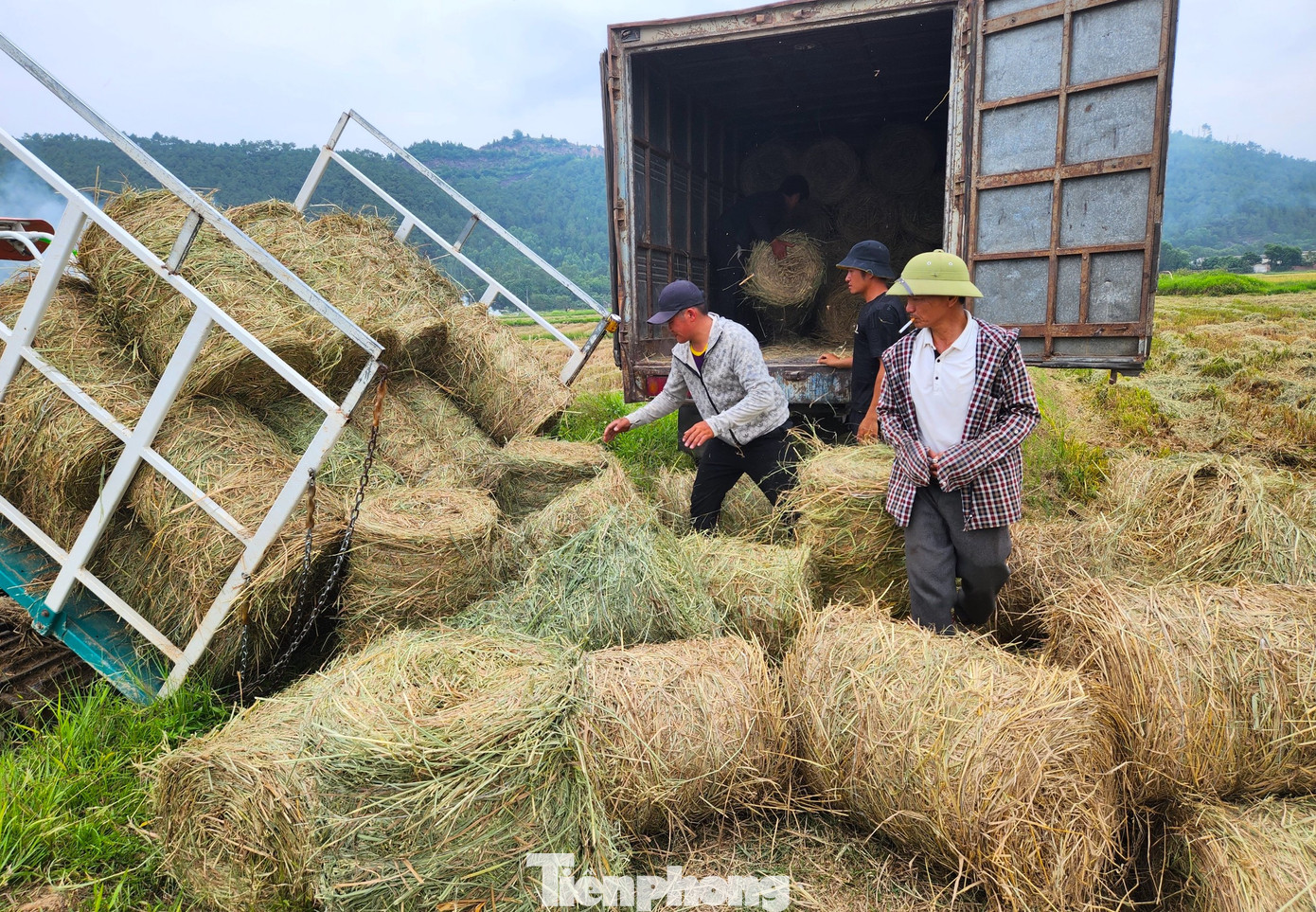 Những người thợ sau đó sẽ bốc lên xe tải đi giao cho các trang trại chăn nuôi hoặc các doanh nghiệp sản xuất nấm...