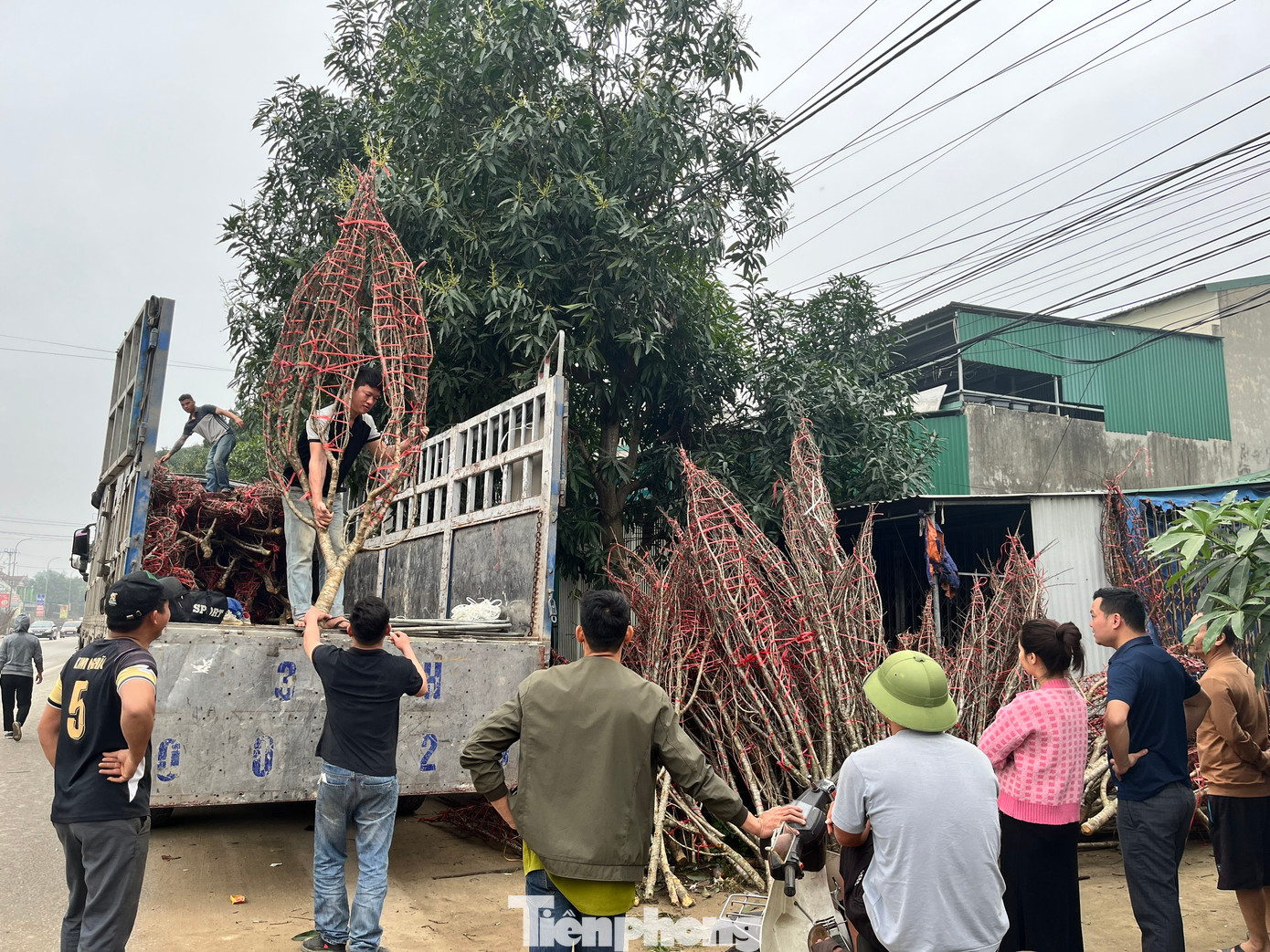 Anh Trung cho hay, năm nay anh chỉ mua được đúng 100 cành đào đá. Sau khi đưa về, anh làm nhiều điểm bán tại các huyện khác nhau. "Hiện tôi đã bán được 70 cành rồi. Chỉ còn có 30 cành nữa đang bán ở thị trấn Quán Hành. Chắc mai mốt là họ mua hết. Năm nay đào đá hiếm, không có nhiều mà bán", anh Trung chia sẻ.