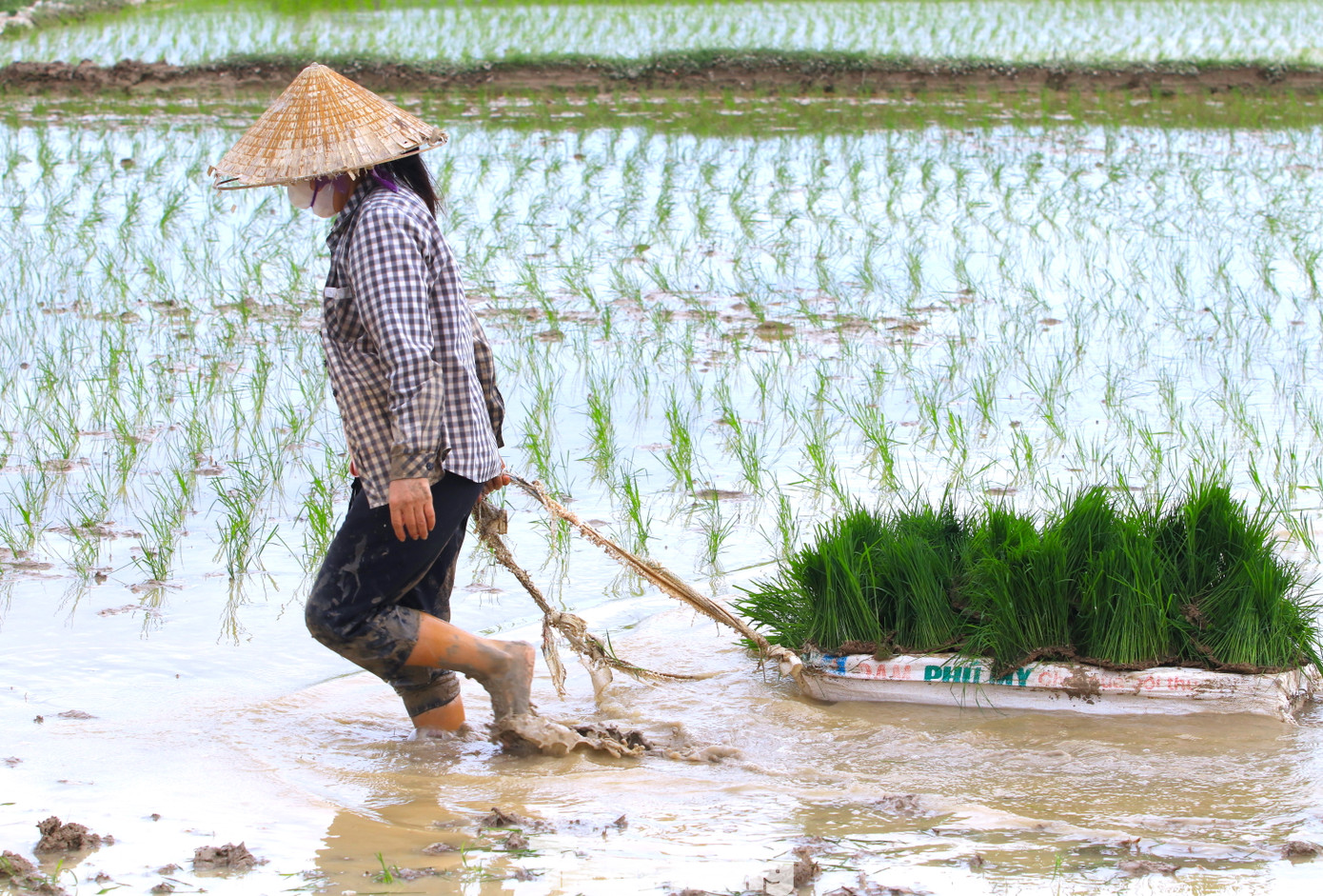 Ở những cánh đồng lầy lội, người thợ sẽ để mạ (lúa non) lên chậu, đặt trên miếng xốp rồi kéo trên ruộng để tiện cấy.