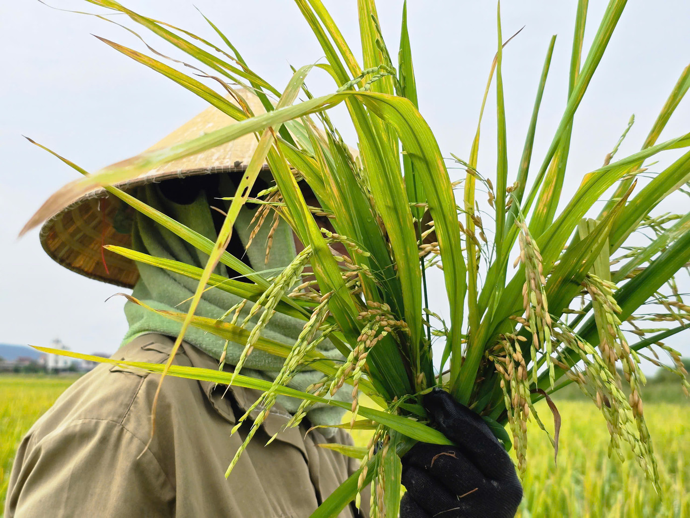 Cũng rơi vào tình trạng tương tự, nhiều ruộng lúa của chị Ngô Thị Tứ (50 tuổi, trú xã Viên Thành, huyện Yên Thành) cũng trổ bông nhưng phần lớn không có hạt. “Càng đến ngày thu hoạch, ra thăm ruộng ngày nào thì nóng ruột ngày đó vì lúa không chịu cúi đầu. Lúa thế này chắc không đủ tiền giống nhưng ít hôm nữa cũng phải thuê máy về gặt để chuẩn bị vụ lúa mới thôi”, chị Tứ nói.