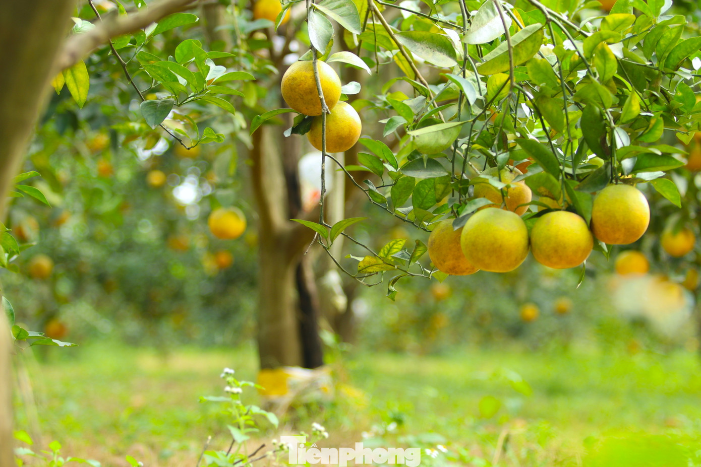 Nhờ dùng chế phẩm sinh học tự chế, ông Biên không phải sử dụng thuốc trừ sâu nên đỡ chi phí. Ngoài ra, dùng chế phẩm sinh học tự chế, cam sẽ ngon hơn và không bị ảnh hưởng.