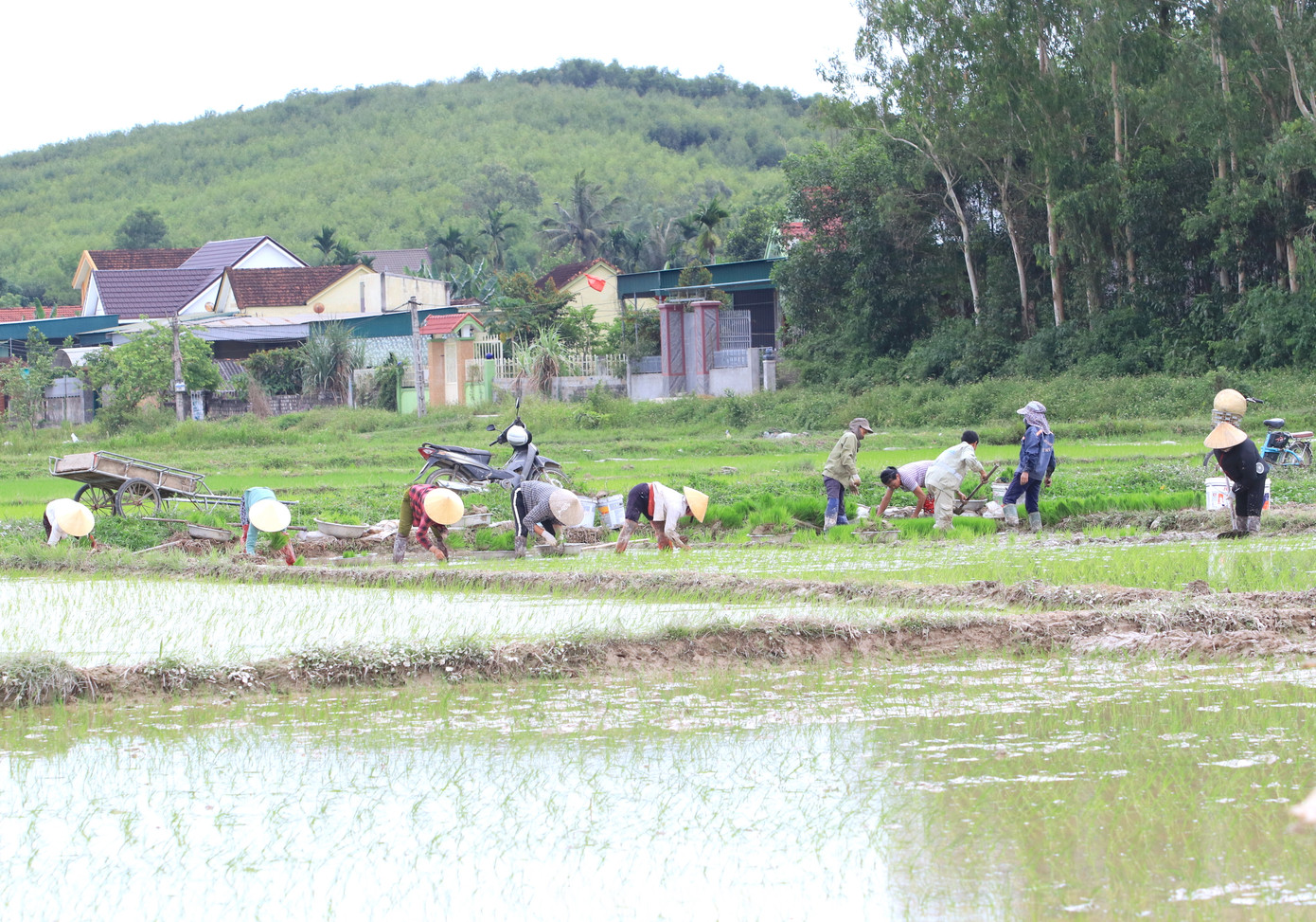 Đây cũng là thời điểm những người thợ cấy thuê vào dịp tất bật nhất. Bởi vụ mùa Hè Thu có thời gian ngắn, công việc gieo cấy chỉ kéo dài khoảng 2-3 tuần. Vậy nên những người thợ cấy thuê chỉ có khoảng thời gian ngắn để làm thêm kiếm tiền.