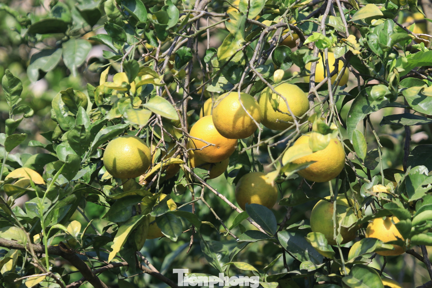 Sau khi áp dụng các biện pháp, cây cam trong vườn ngừng rụng quả và phát triển ổn định trở lại. “Cũng may mình phát hiện sớm và xử lý kịp thời nên giảm được tình trạng rụng quả. Ở trong xã, nhiều trang trại rụng hàng loạt, có nhà trắng tay với vụ cam này”, ông Biên nói.