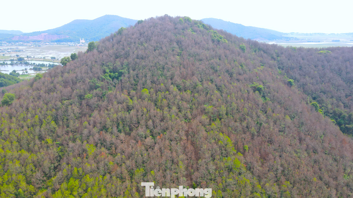 Từ ngày 20/7/2024, nhiều khu rừng thông tại một số xã của huyện Nghi Lộc (Nghệ An) bất ngờ bị nạn sâu róm tấn công, cắn phá. Trong đó, nhiều nhất tại các xã Nghi Yên, Nghi Quang, Nghi Xá, Nghi Tiến... (huyện Nghi Lộc).