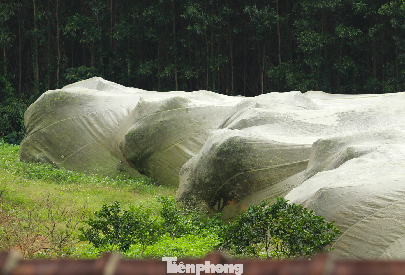 Những cây cam được bọc kín trong lớp màn lưới khổng lồ. Thông thường mỗi khi cam bắt đầu chín thì anh Hiếu thuê nhân công phủ lưới lên vườn. Đến khi cam thu hoạch xong thì thu lưới về bảo quản. Sau 3 năm sử dụng, lớp màn lưới có nhiều điểm thủng nên anh Hiếu phải thường xuyên kiểm tra để vá lại kịp thời, tránh sâu bọ và ruồi chui vào tấn công. Những cây cam được bọc kín trong lớp màn lưới khổng lồ. Thông thường mỗi khi cam bắt đầu chín thì anh Hiếu thuê nhân công phủ lưới lên vườn. Đến khi cam thu hoạch xong thì thu lưới về bảo quản. Sau 3 năm sử dụng, lớp màn lưới có nhiều điểm thủng nên anh Hiếu phải thường xuyên kiểm tra để vá lại kịp thời, tránh sâu bọ và ruồi chui vào tấn công.