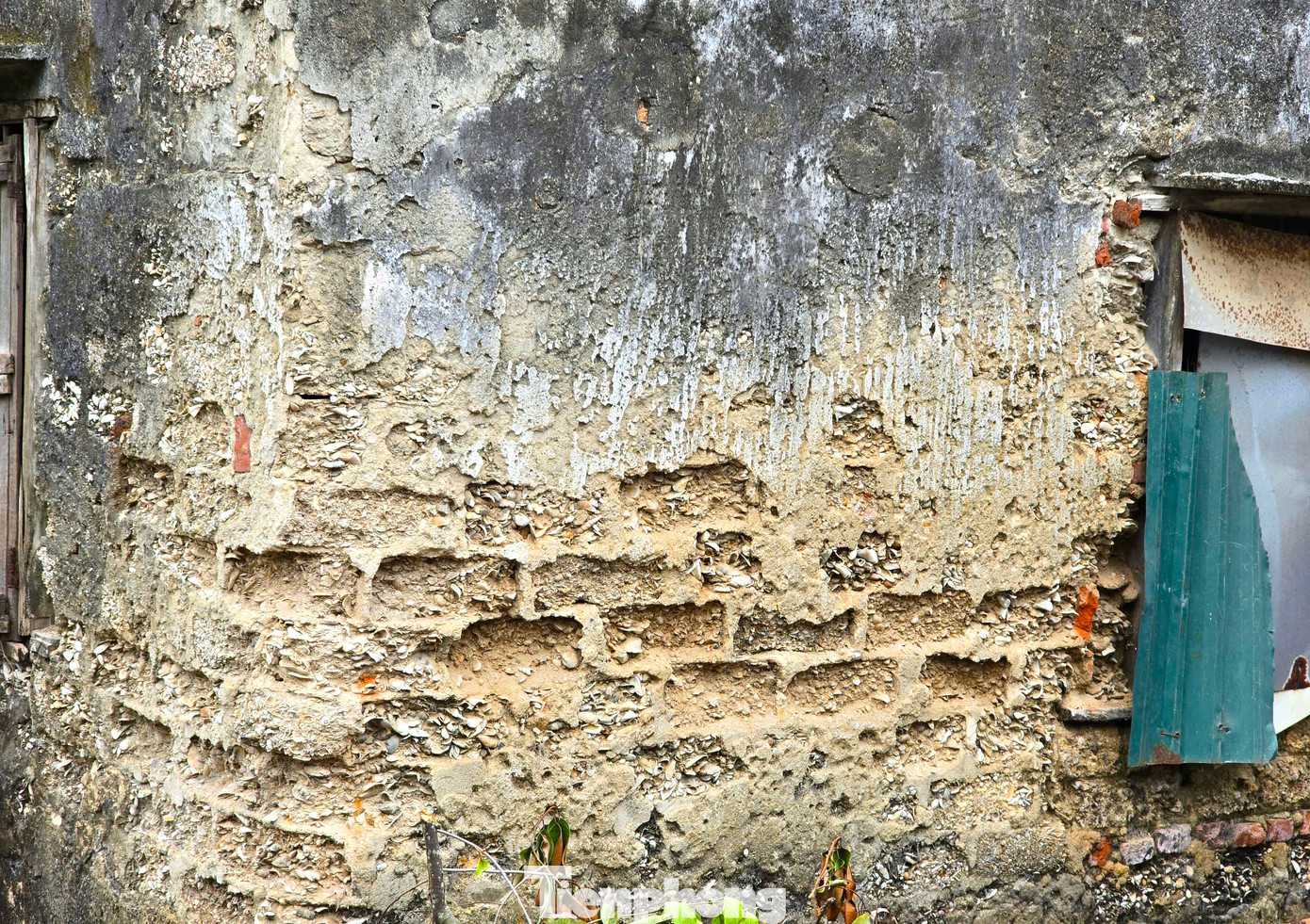 Trải qua hàng chục năm, nhiều căn nhà làm từ vỏ sò bị bong tróc nên chủ nhà phải trám thêm một lớp vữa xi-măng để tránh mưa nắng. Trải qua hàng chục năm, nhiều căn nhà làm từ vỏ sò bị bong tróc nên chủ nhà phải trám thêm một lớp vữa xi-măng để tránh mưa nắng.