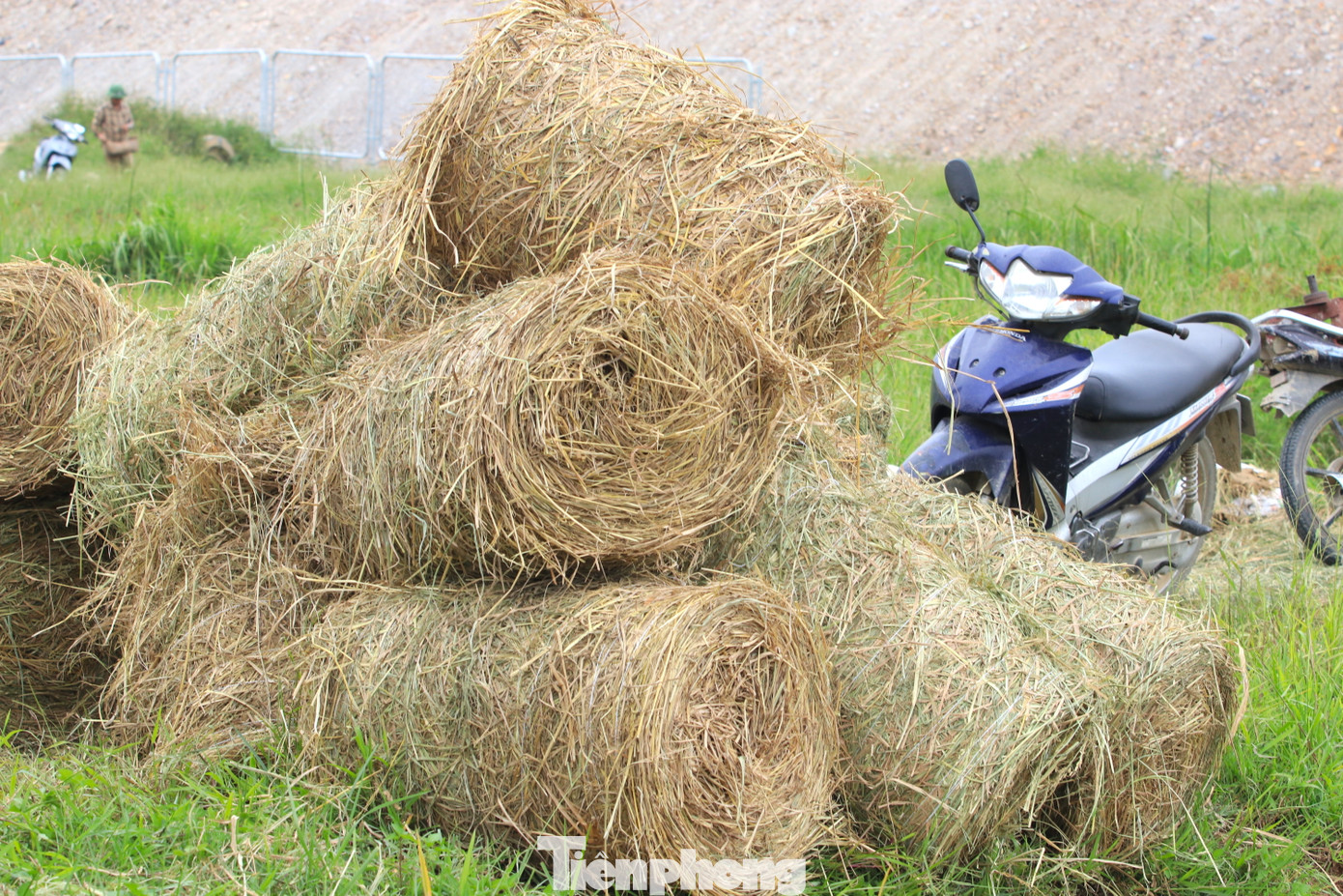 Sau khi quấn, những cuộn rơm khô được chất đống tại ruộng.