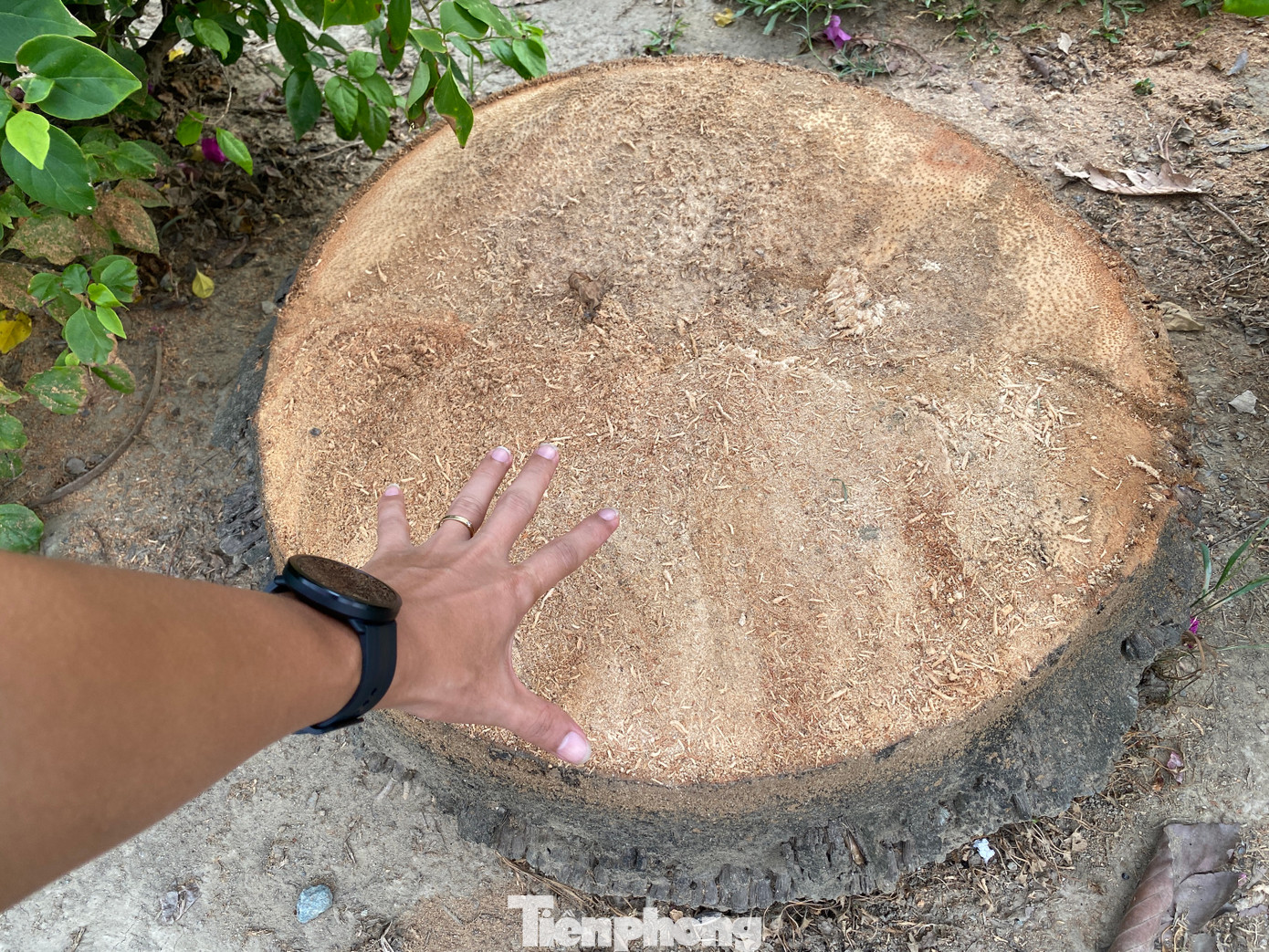 Theo thống kê, có ít nhất 221 cây cau vua đã bị cắt bỏ chỉ còn trơ trọi gốc. Theo thống kê, có ít nhất 221 cây cau vua đã bị cắt bỏ chỉ còn trơ trọi gốc.