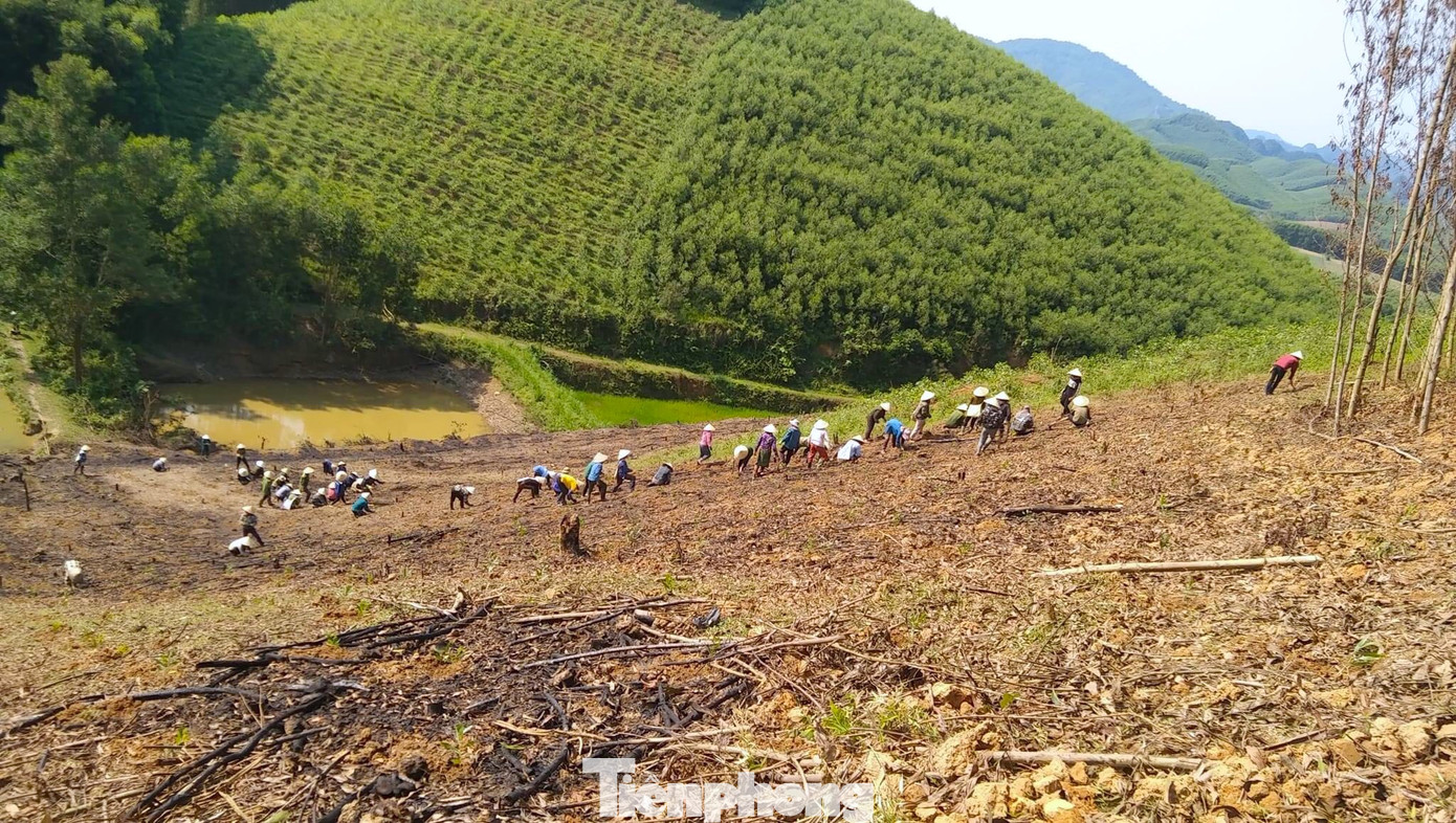 Rừng có độ dốc lớn, trời nắng nóng nên việc trồng rừng rất vất vả, khó nhọc.
