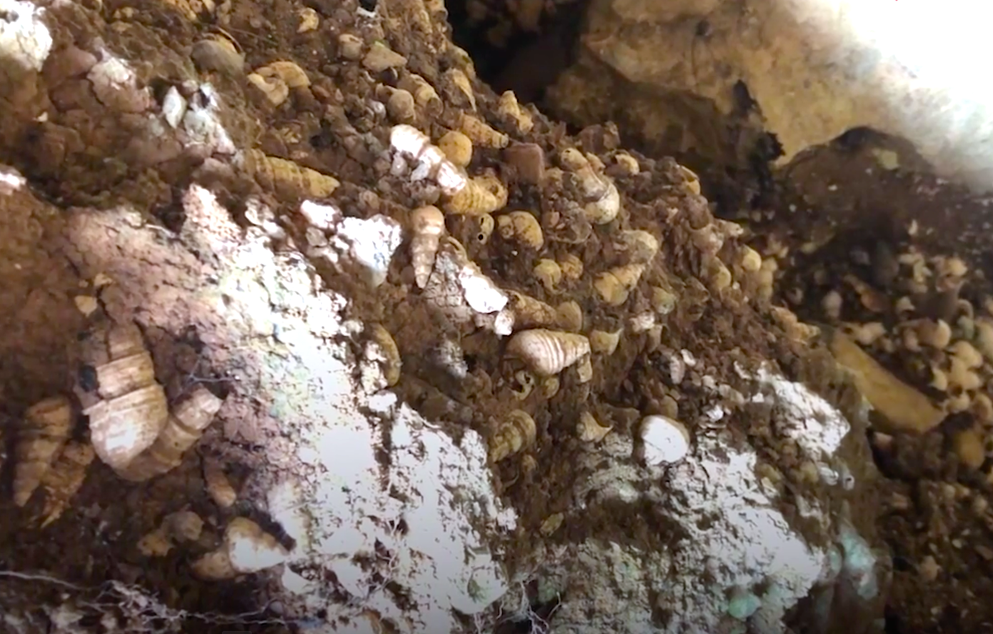 Nhiều khu vực đất bị đào xới, vỏ ốc sò trồi lên khỏi mặt đất.