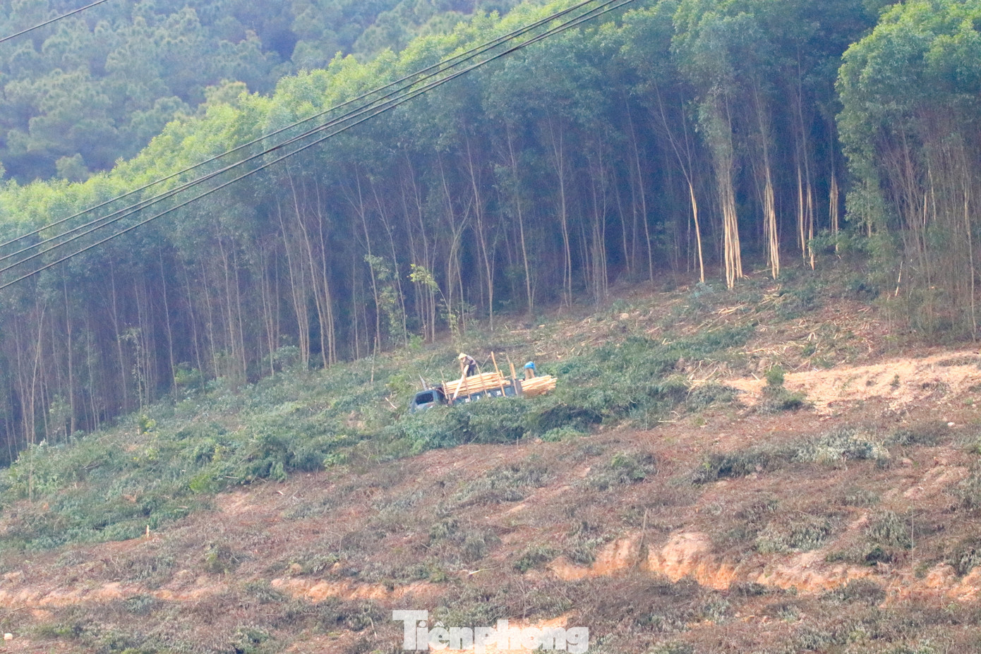 Những ngày cuối năm, dọc tuyến quốc lộ 48 từ huyện Quỳnh Lưu lên huyện Quế Phong (Nghệ An) luôn tấp nập cảnh người dân thu hoạch rừng keo bán sau nhiều năm trồng và chăm sóc. Thu hoạch keo ngoài mang lại thu nhập lớn cho chủ rừng còn tạo công ăn việc làm và thu nhập phụ cho lao động phổ thông huyện miền núi, đặc biệt là những lúc mùa màng đã hết.