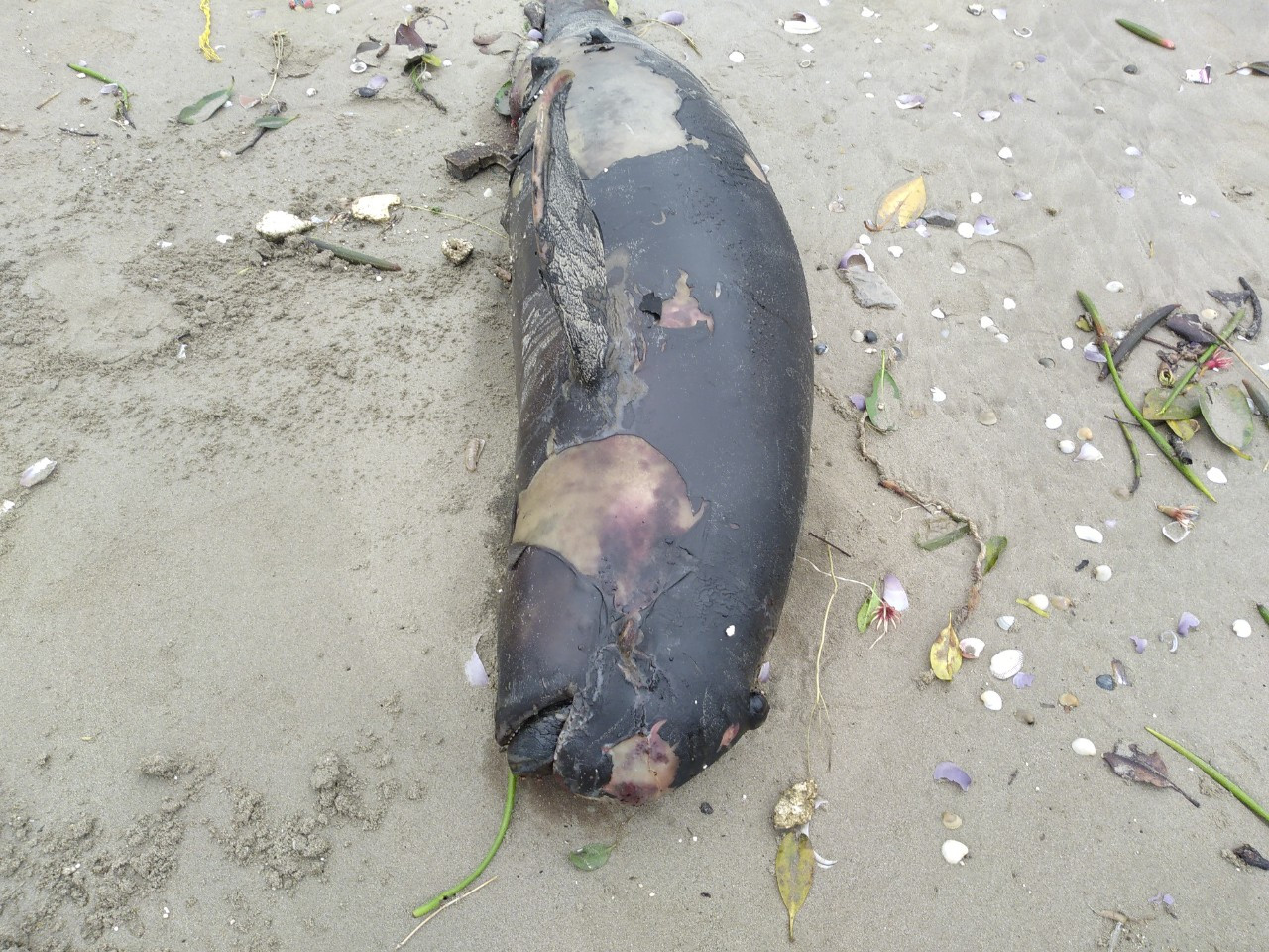 Xác con cá voi chết trôi dạt vào bờ biển Cửa Lò (Nghệ An)