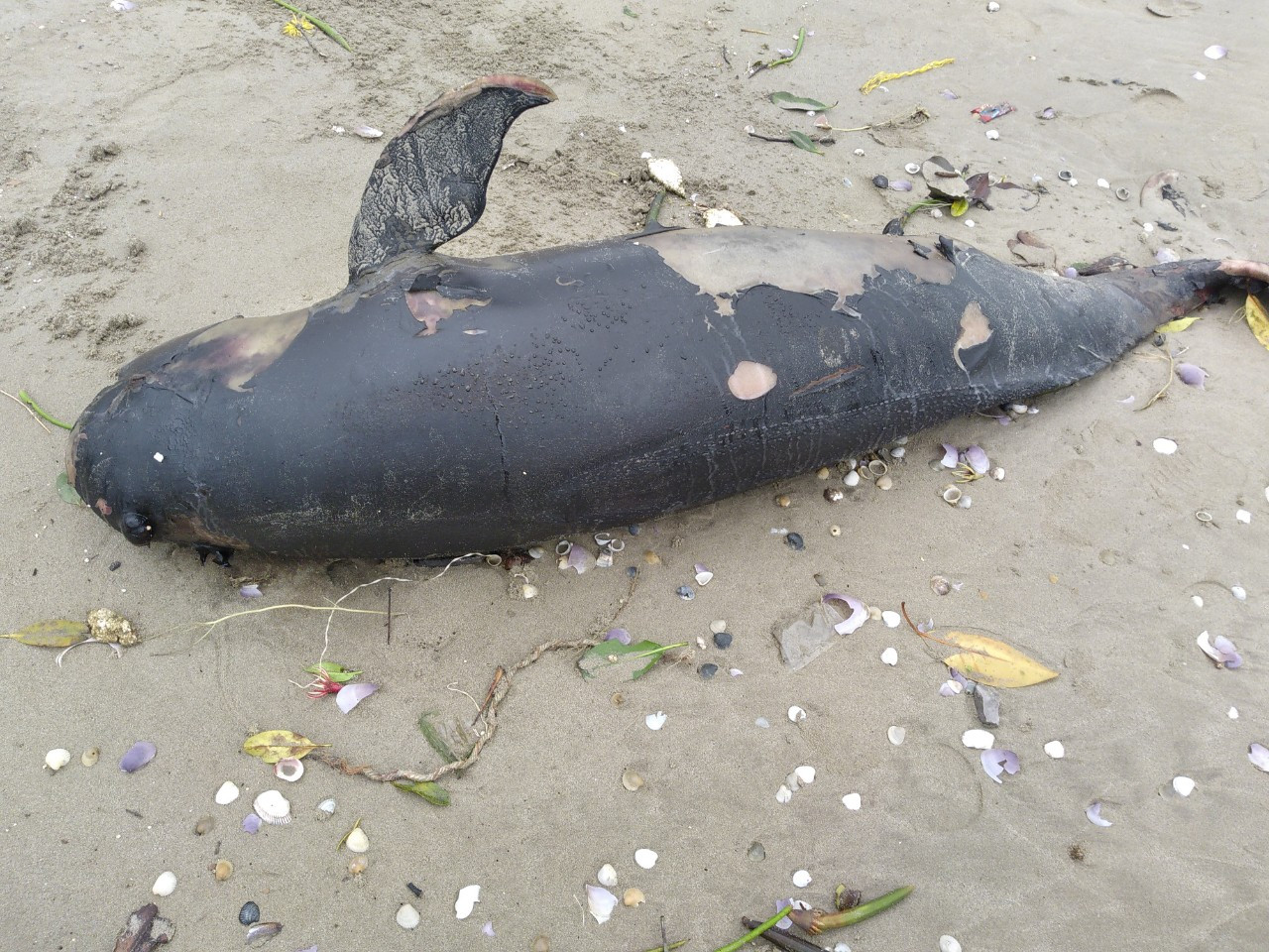 Xác con cá voi chết trôi dạt vào bờ biển Cửa Lò (Nghệ An)