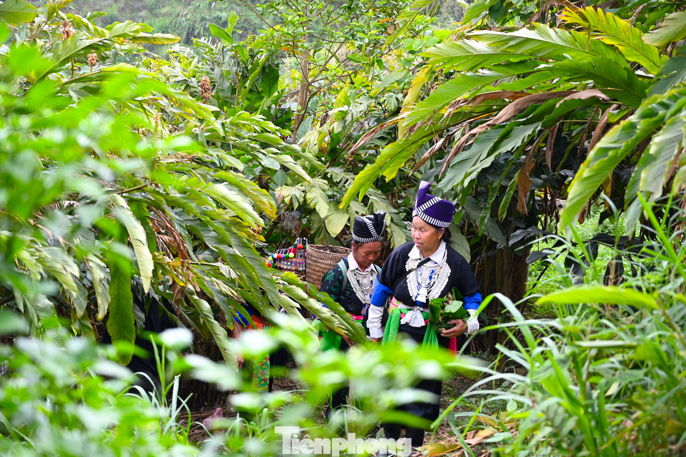Trước đây, gừng được đồng bào dân tộc thiểu số ở huyện Kỳ Sơn trồng nhỏ lẻ để làm gia vị, làm thuốc chữa bệnh. Những năm gần đây, gừng Kỳ Sơn được người tiêu dùng trong cả nước biết đến, việc tiêu thụ ngày càng nhiều. Năm 2019, giá gừng tăng cao nên diện tích trồng gừng ở huyện này được mở rộng. Đến nay, diện tích trồng gừng ở huyện Kỳ Sơn đã lên đến gần 1000ha.