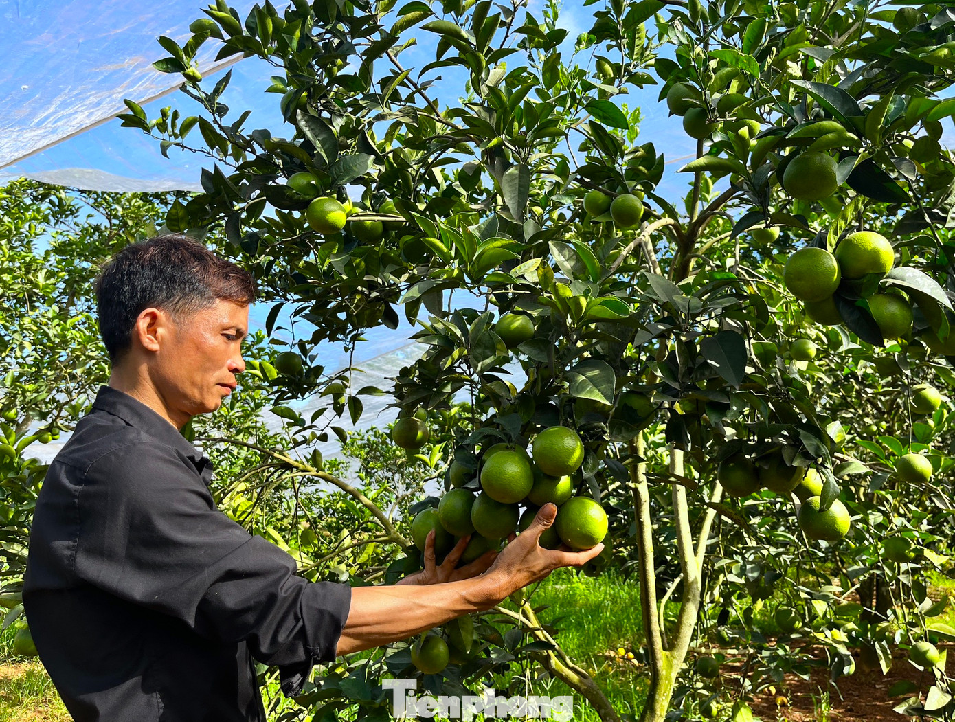 Anh Nguyễn Cảnh Hiếu chia sẻ, 8 năm trước anh cùng 2 em trai bỏ tiền mua giống về trồng cam. Diện tích ban đầu chỉ vài ha rồi tăng dần theo từng năm. Đến nay, anh Hiếu đã có tổng cộng 7 ha trồng cam. Trong đó có 5 ha đã cho thu hoạch nhiều năm nay. Toàn bộ cam trong vườn được anh Hiếu trồng là giống cam xã đoài - đặc sản cam Vinh. Anh Nguyễn Cảnh Hiếu chia sẻ, 8 năm trước anh cùng 2 em trai bỏ tiền mua giống về trồng cam. Diện tích ban đầu chỉ vài ha rồi tăng dần theo từng năm. Đến nay, anh Hiếu đã có tổng cộng 7 ha trồng cam. Trong đó có 5 ha đã cho thu hoạch nhiều năm nay. Toàn bộ cam trong vườn được anh Hiếu trồng là giống cam xã đoài - đặc sản cam Vinh.
