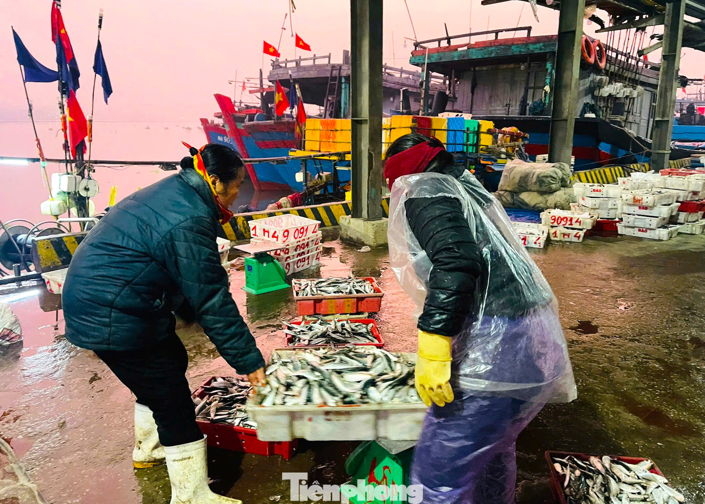 Từ tờ mờ sáng, các thuyền liên tục ra khơi rồi về bờ mang theo những khoang thuyền đầy ắp cá.