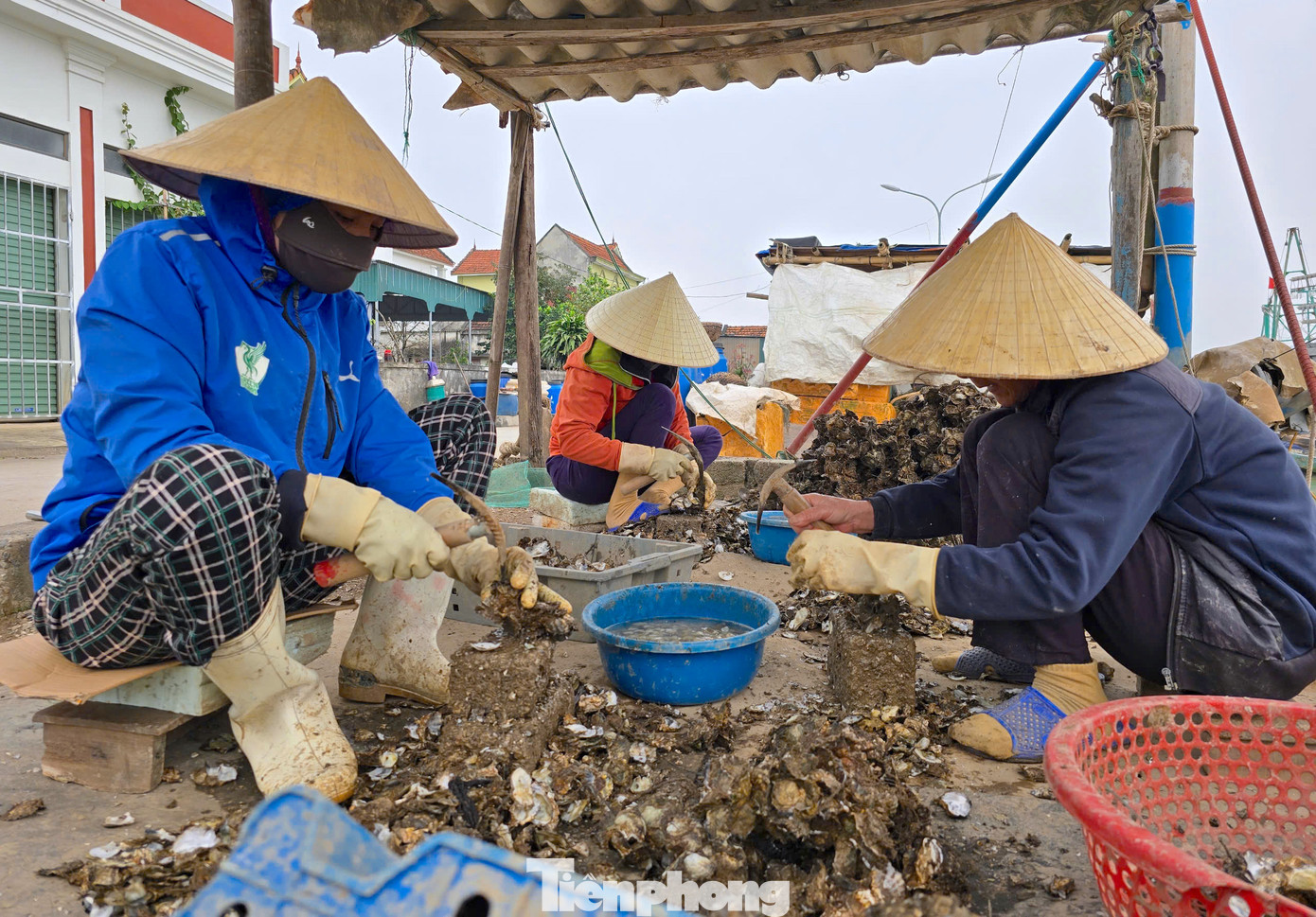 Hàng ngày, tại các cơ sở nuôi hàu ở xã An Hòa luôn có từ 10-15 người đục hàu thuê kiếm sống. Tuy thu nhập từ việc đục hàu không cao nhưng giúp người dân nơi đây kiếm thêm thu nhập, phục vụ cuộc sống. Hàng ngày, tại các cơ sở nuôi hàu ở xã An Hòa luôn có từ 10-15 người đục hàu thuê kiếm sống. Tuy thu nhập từ việc đục hàu không cao nhưng giúp người dân nơi đây kiếm thêm thu nhập, phục vụ cuộc sống.