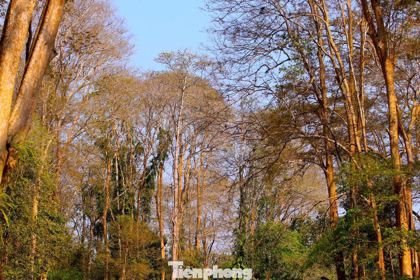 Với chiều cao 30 – 40m, những thân cây sừng sững vươn lên trời xanh như những trụ cột vững chắc của thiên nhiên. Với chiều cao 30 – 40m, những thân cây sừng sững vươn lên trời xanh như những trụ cột vững chắc của thiên nhiên.