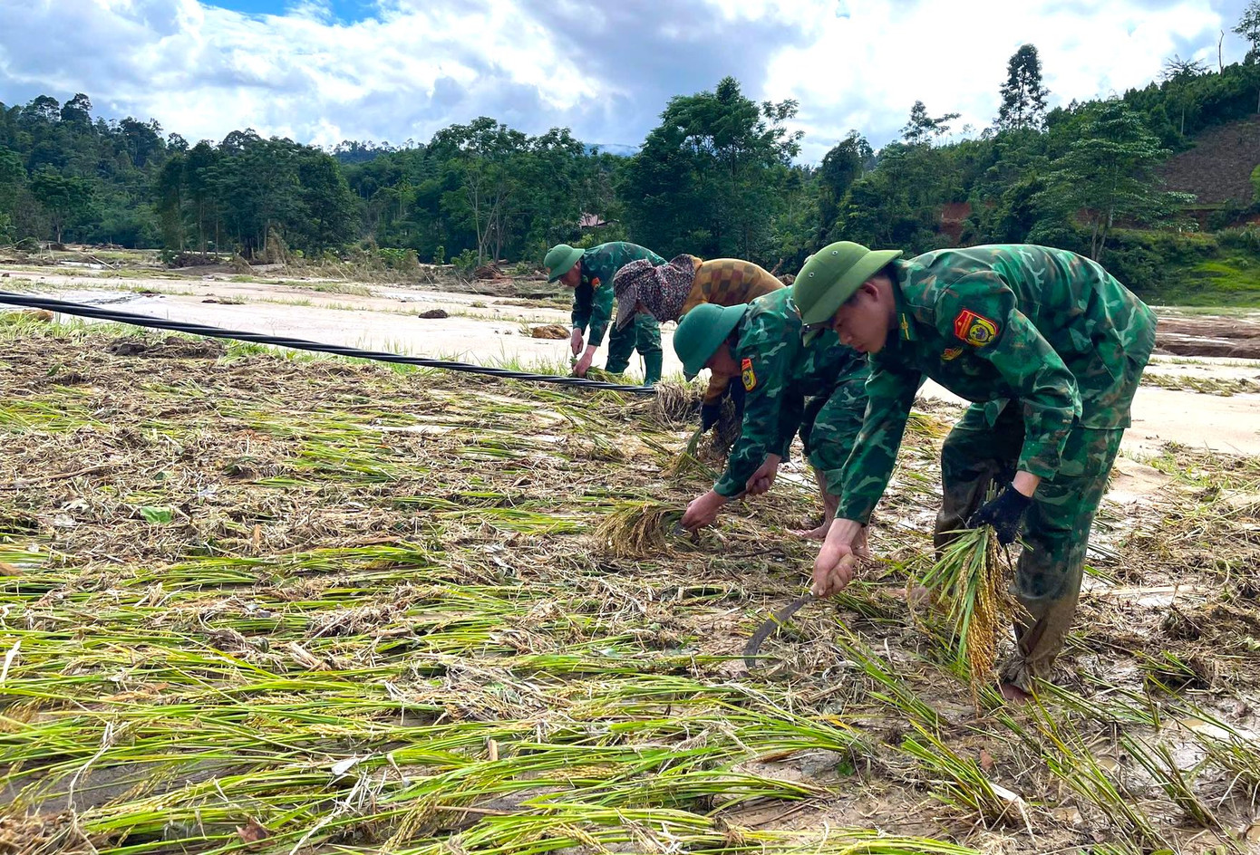 Các cán bộ chiến sĩ Đồn Biên phòng Hạnh Dịch phải bới bùn đất để gặt lúa sau lũ quét. Các cán bộ chiến sĩ Đồn Biên phòng Hạnh Dịch phải bới bùn đất để gặt lúa sau lũ quét.