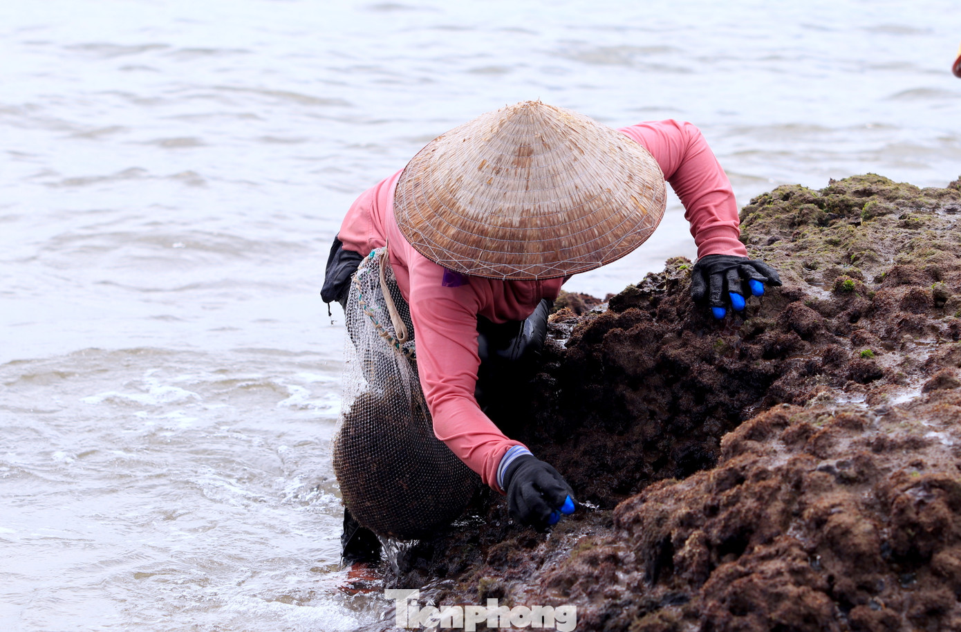 “Loại rong biển này thường sống và phát triển mạnh ở các bờ biển có bãi đá tự nhiên như xã Nghi Yên, Nghi Thiết, Nghi Tiến (huyện Nghi Lộc, Nghệ An). Phải thật tinh mắt, tay nhanh mới có thể vớt loài rau này. Chậm tý là sóng biển cuốn đi nơi khác rồi", chị Trần Thị Hoa (trú xã Thuận Long, huyện Quỳnh Lưu, Nghệ An) nói. “Loại rong biển này thường sống và phát triển mạnh ở các bờ biển có bãi đá tự nhiên như xã Nghi Yên, Nghi Thiết, Nghi Tiến (huyện Nghi Lộc, Nghệ An). Phải thật tinh mắt, tay nhanh mới có thể vớt loài rau này. Chậm tý là sóng biển cuốn đi nơi khác rồi", chị Trần Thị Hoa (trú xã Thuận Long, huyện Quỳnh Lưu, Nghệ An) nói.