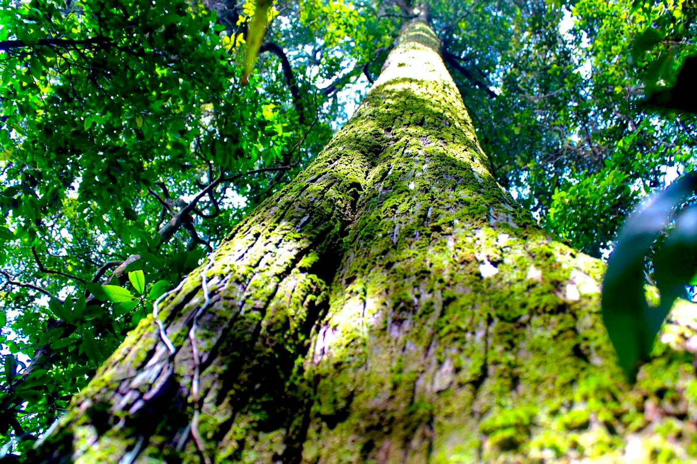 Ngoài quần thể cây Sa mu dầu "khổng lồ", trong Vườn quốc gia Pù Mát cũng có hệ thực vật đa dạng phong phú với nhiều loài, nhiều cây cổ thụ.