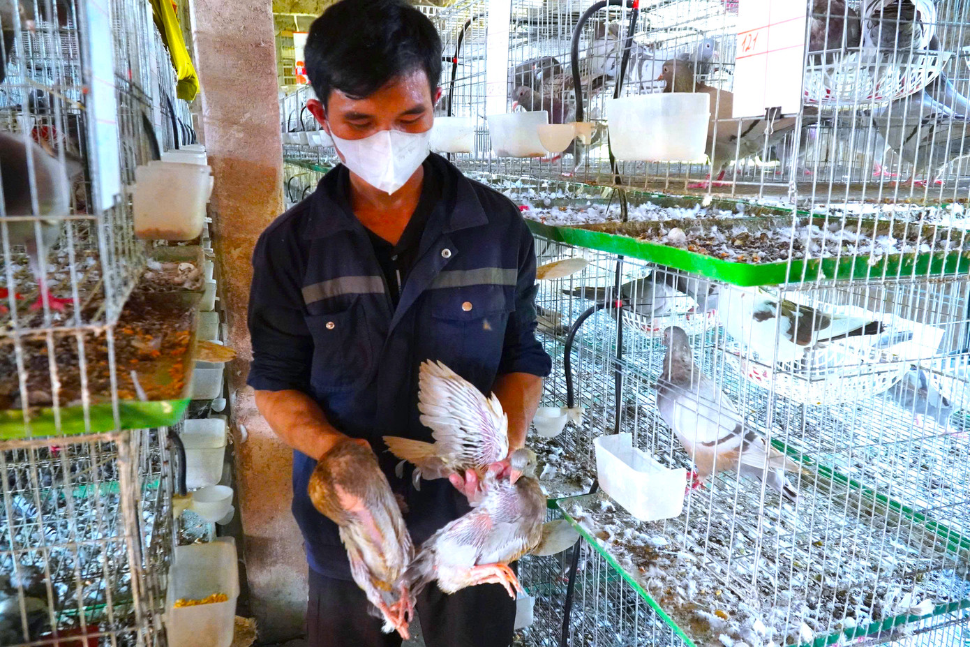 Kỹ thuật nuôi chim không quá khó nên anh Dương tin tưởng người dân có thể dễ dàng tiếp cận mô hình để phát triển kinh tế, vươn lên thoát nghèo. Kỹ thuật nuôi chim không quá khó nên anh Dương tin tưởng người dân có thể dễ dàng tiếp cận mô hình để phát triển kinh tế, vươn lên thoát nghèo.