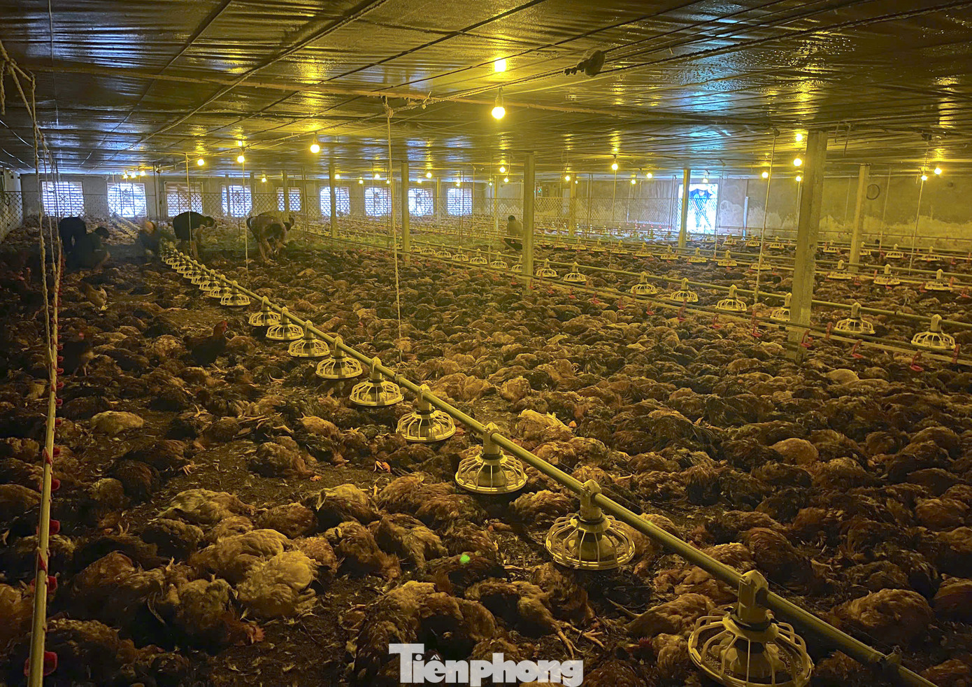 Sáng 23/9, mưa lớn khiến nước tràn vào trang trại nuôi gà của gia đình anh Nguyễn Ngọc Huy (trú xóm Hoà Hợp, xã Nghi Ân, thành phố Vinh, Nghệ An). Thời điểm này, trang trại của gia đình anh Huy đang nuôi khoảng 17.000 con gà.