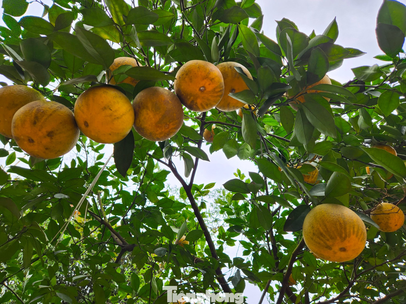 Một số cây cam trong vườn gia đình ông Thọ bà Thủy vẫn còn quả chín vàng. Tuy nhiên bà Thủy lo sợ thời gian tới cam sẽ tiếp tục rụng, nên một số người đến đặt tiền mua nhưng bà không dám nhận.