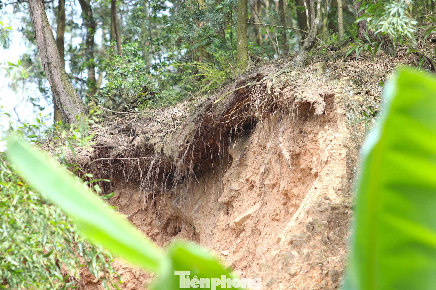 Phía trên núi đất đá có dấu hiệu tiếp tục sạt lở. Nhiều cây cối bị sạt lở đất chỉ còn rễ trơ trọi. Một số cây bị sạt lở xuống lưng chừng. Chỉ chờ cơn mưa lớn, những phần đất đá này sẽ tiếp tục trôi xuống nhà dân phía dưới.