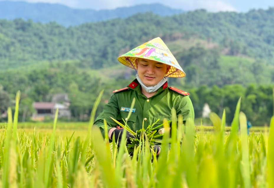 Các đoàn viên thanh niên, cán bộ chiến sĩ Công an huyện Quế Phong hăng hái, nhiệt tình để sớm hoàn thành việc thu hoạch lúa giúp người dân.