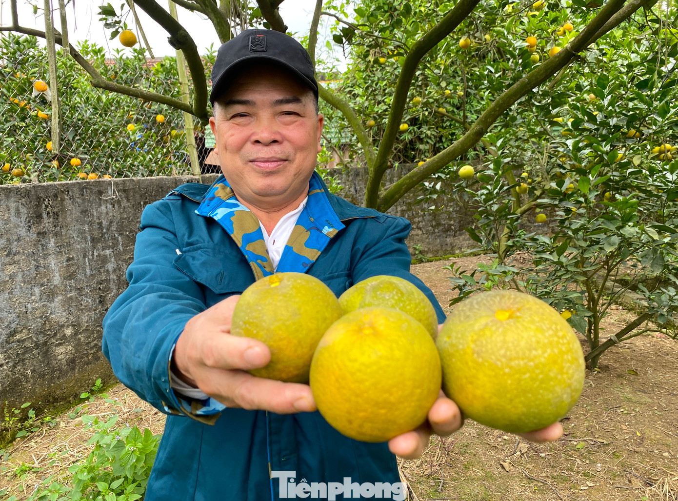 Thời điểm này những năm trước, khách đến các vườn cam Xã Đoài đặt cọc mua rất nhiều. Tuy nhiên vì tình trạng cam rụng khiến ông Thọ không dám nhận đặt cọc của khách mua. "Một quả cam có giá từ 70-80 nghìn đồng. Khách có đến đặt cọc nhưng mình không dám nhận vì sợ cam rụng đến tết không có mà giao cho khách", ông Thọ chia sẻ.