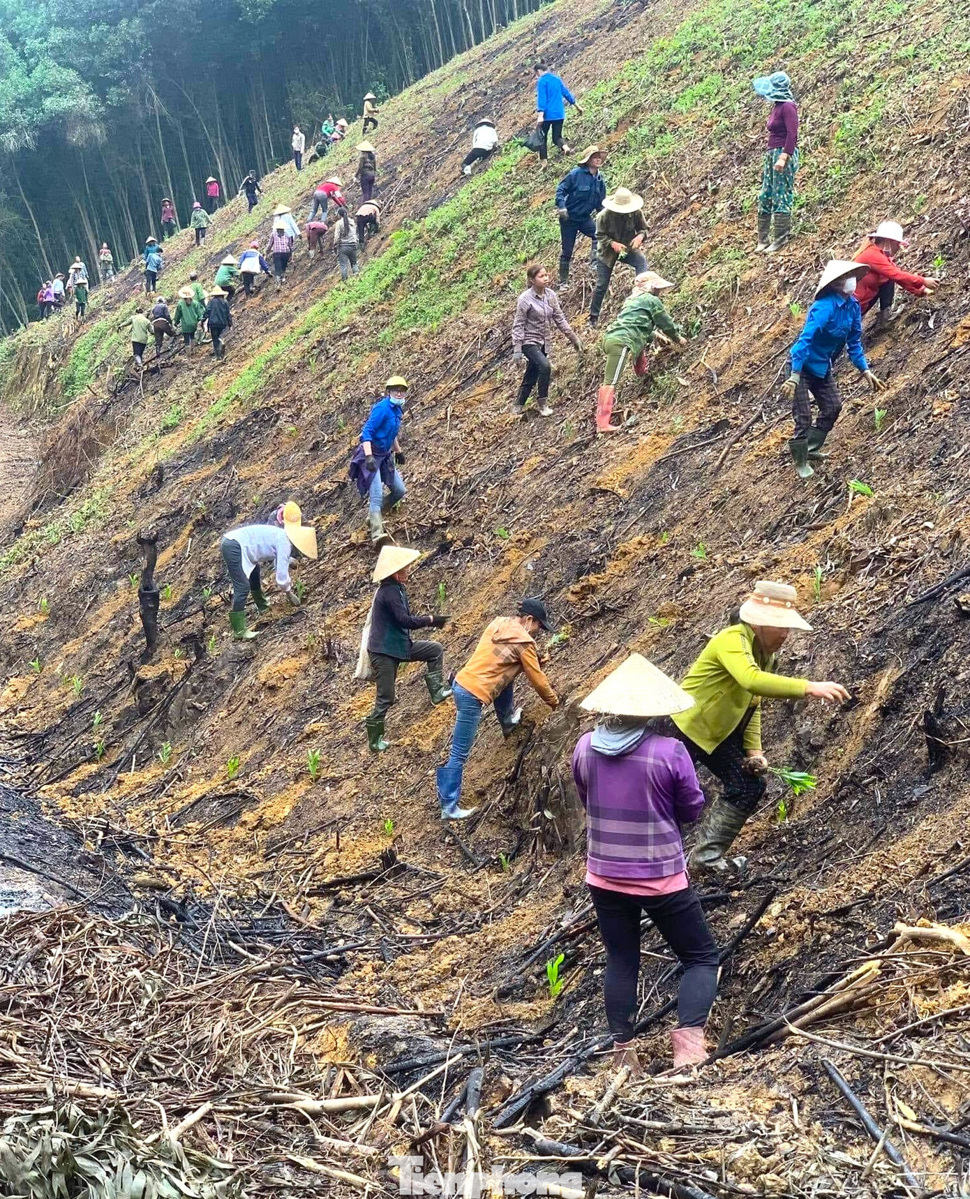 Gia đình chị Hoạch có hoàn cảnh khó khăn, neo người khi chồng bị bệnh ung thư vòm họng mất 2 năm trước. Người con trai tham gia nghĩa vụ quân sự nên ở nhà không có người giúp đỡ trồng rừng keo.