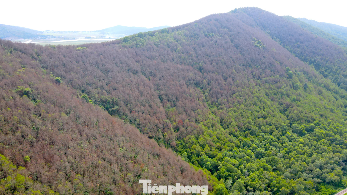 Có hơn 750ha rừng thông trên địa bàn huyện Nghi Lộc đã bị sâu róm cắn phá.