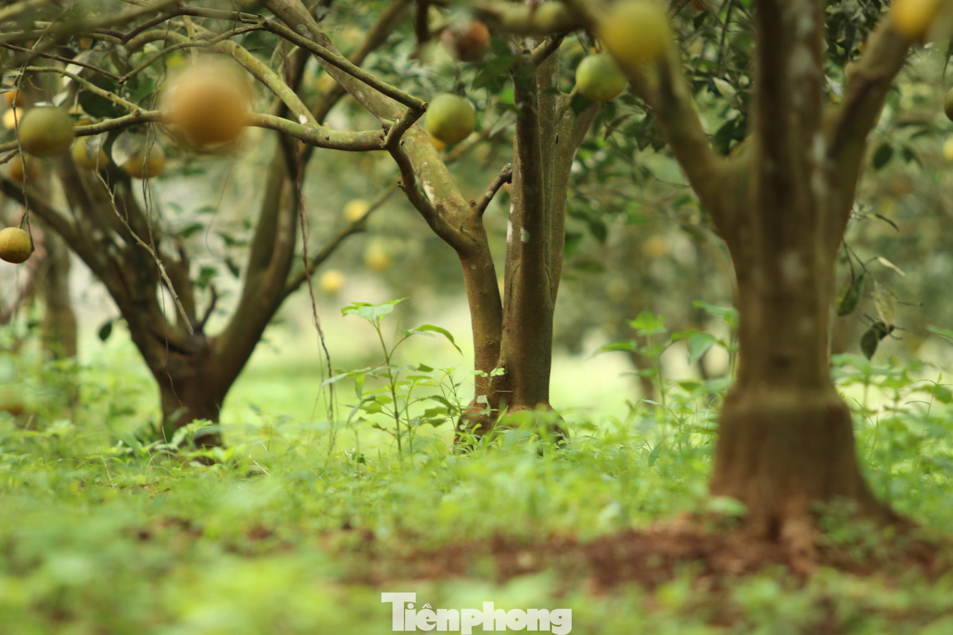 Những năm đầu trồng, cam bị ruồi vàng, sâu, bướm đến phá hoại khiến cây cam rụng đến 60% quả. Khi đến mùa thu hoạch, lượng quả chẳng còn là bao nhiêu nên lợi nhuận thu về không đạt. Những năm đầu trồng, cam bị ruồi vàng, sâu, bướm đến phá hoại khiến cây cam rụng đến 60% quả. Khi đến mùa thu hoạch, lượng quả chẳng còn là bao nhiêu nên lợi nhuận thu về không đạt.